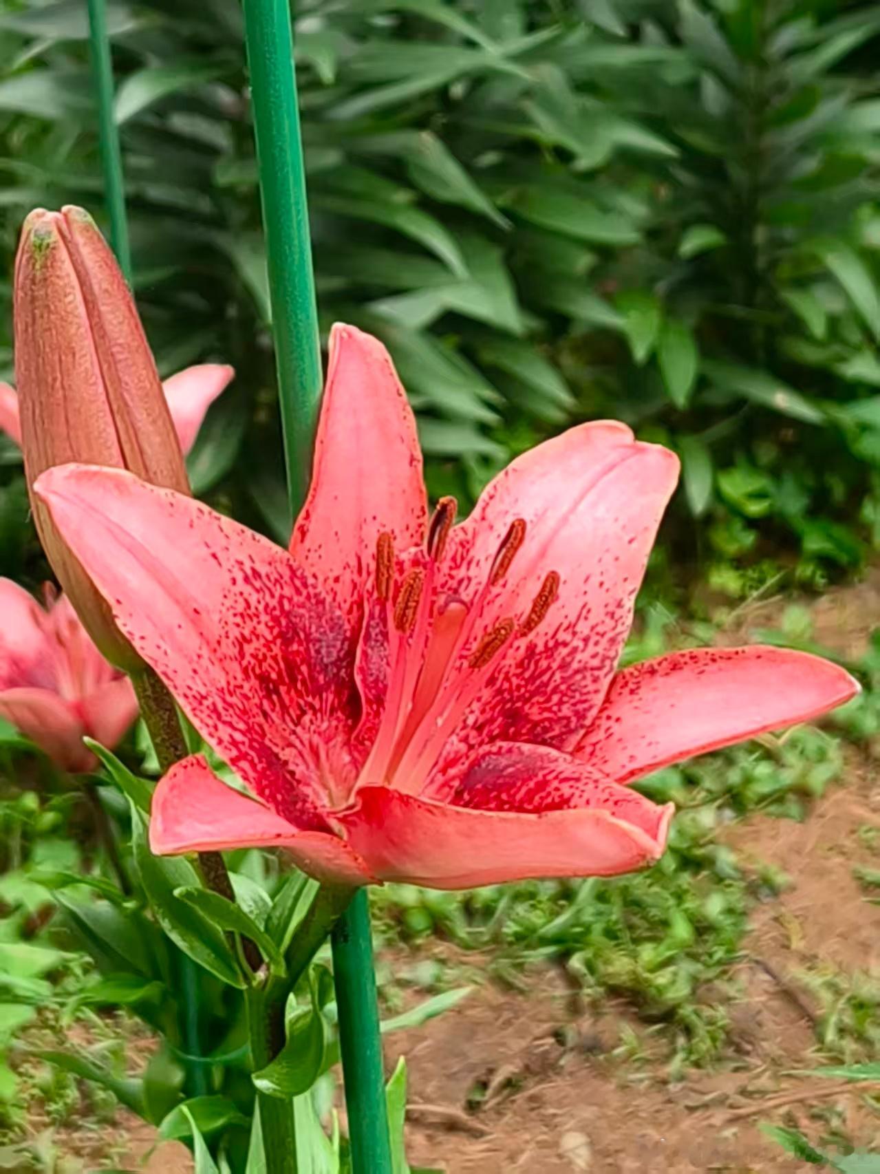 昆明 一年一度的师大百合花又开了 昆明·云南师范大学(呈贡校区)