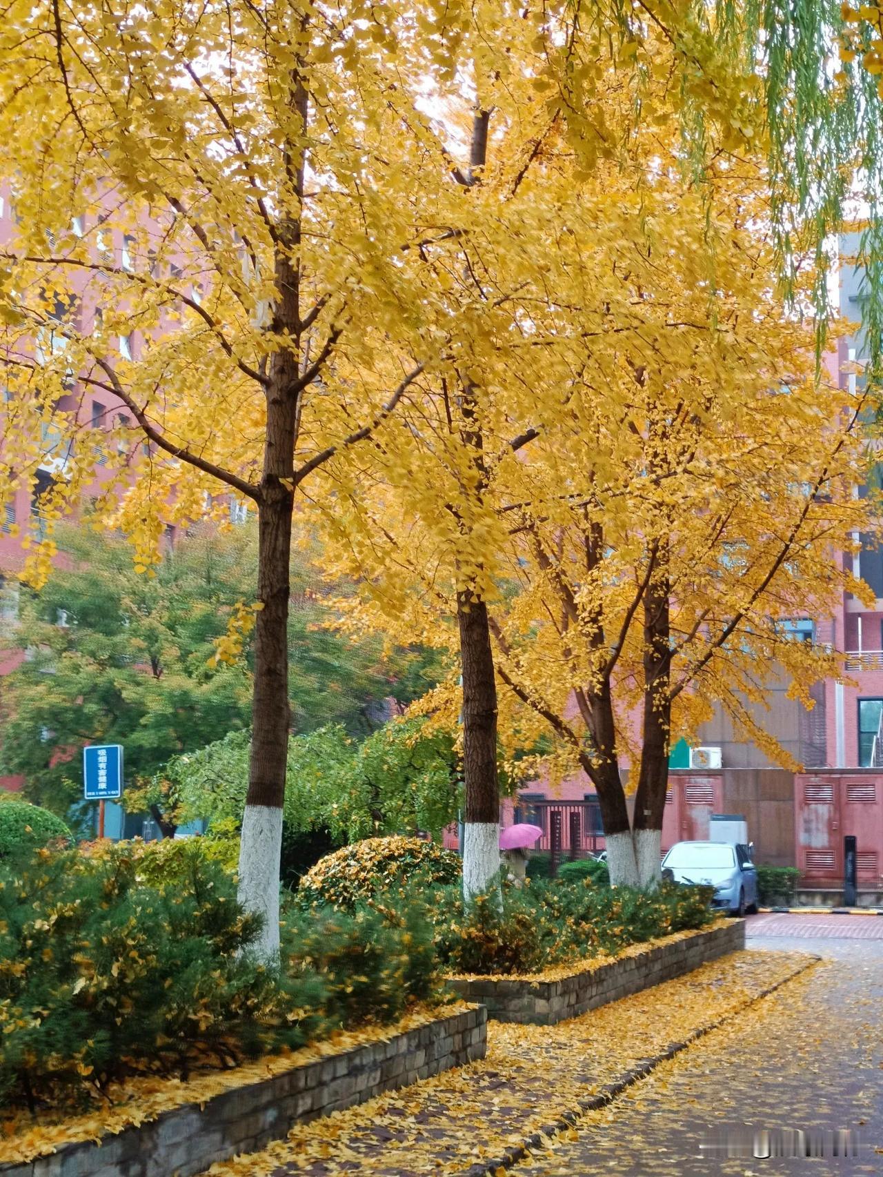 冬雨来临，叶落满地