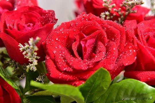 玫瑰的美，在不同场景下都能惊艳众人。雨中的玫瑰，宛如“仙女落泪”，美得炸眼。花瓣