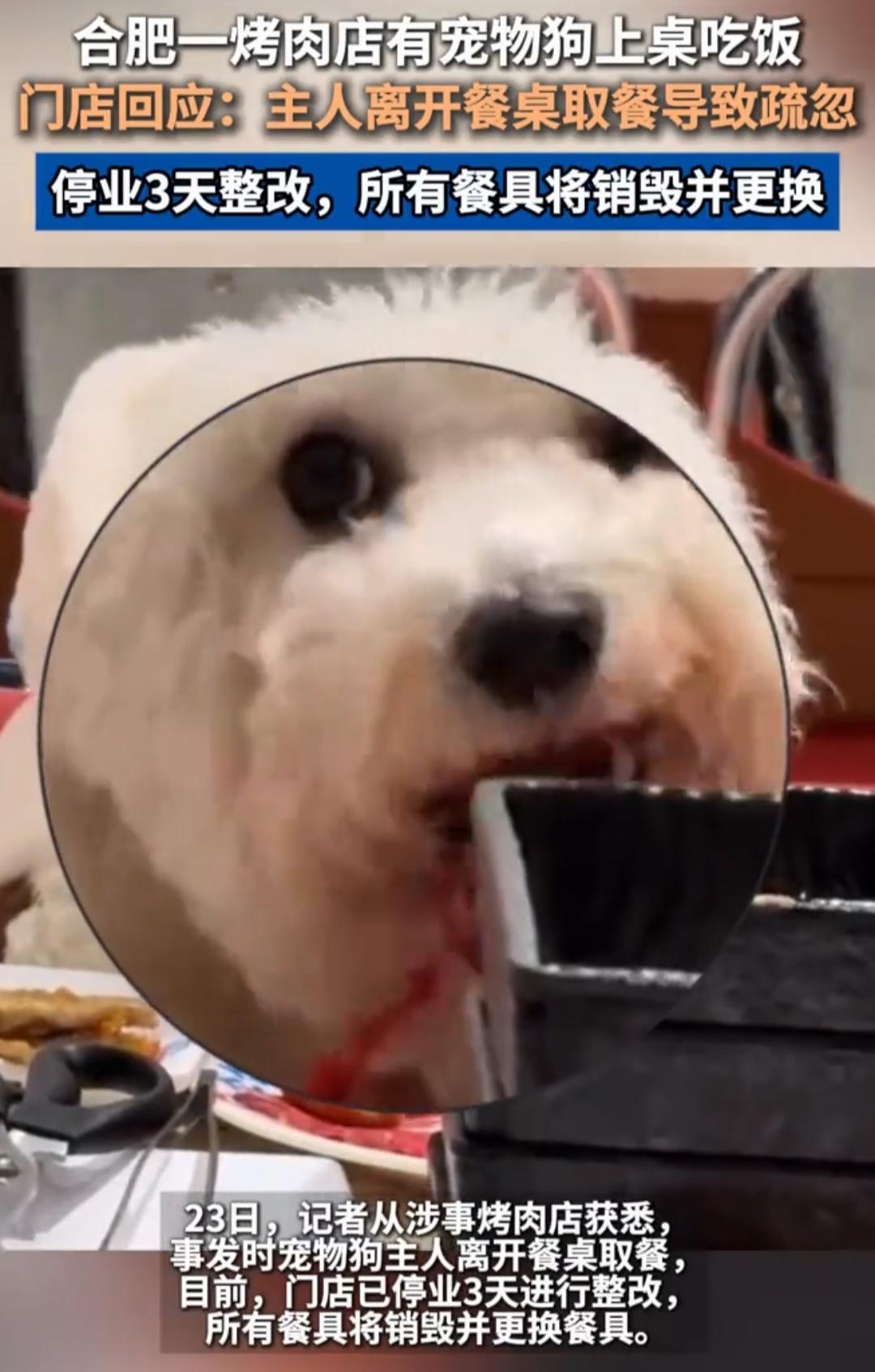 宠物狗上桌啃肉，店铺停业退款！公共场合养宠该守啥底线？
 
近日，北京、合肥接连