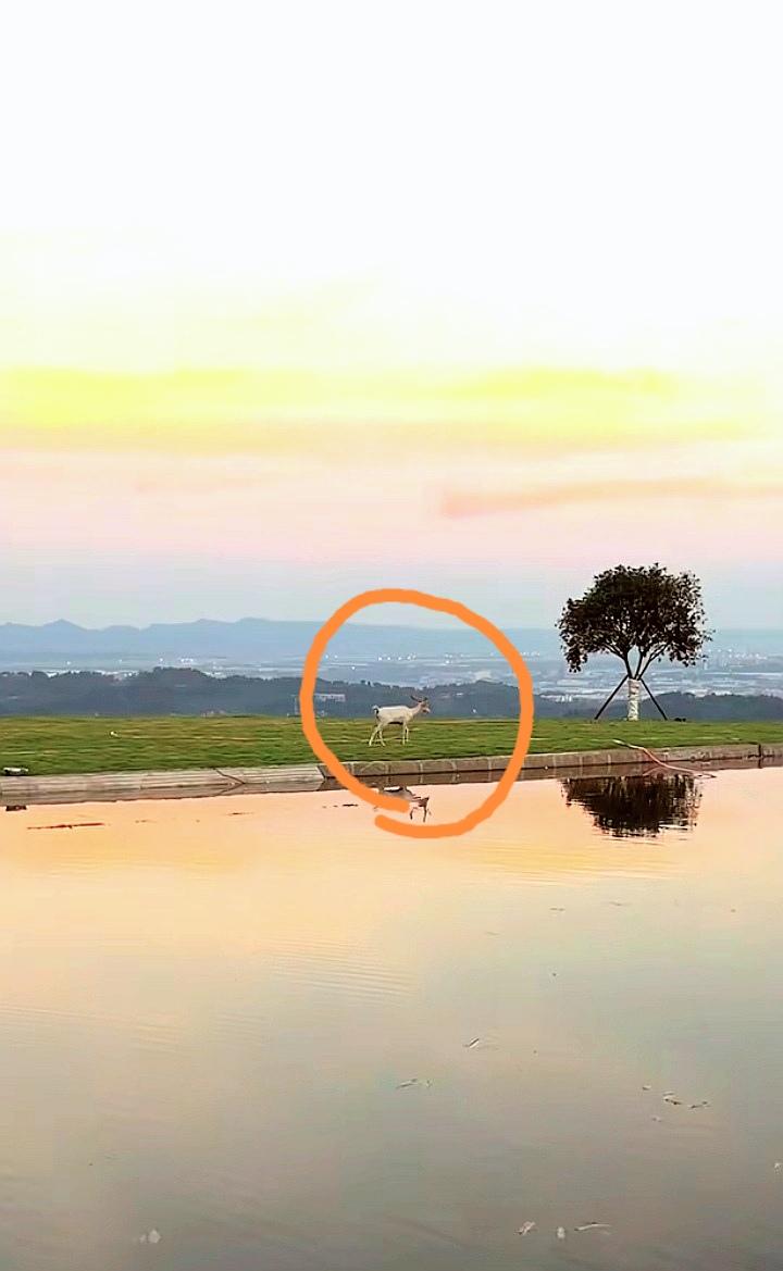 被这张图深深击中了一瞬。🦌

你看那只被圈出的白鹿显得那么渺小，却又那么绝对。