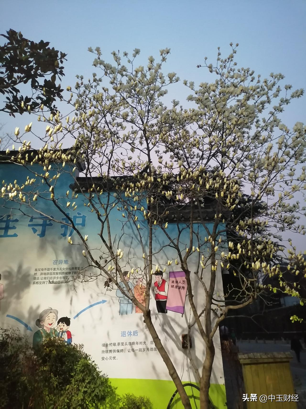 晒图笔记大赛玉兰花有的已经盛开，有的还在含苞代放！透过这个场景，感觉到玉兰花的品