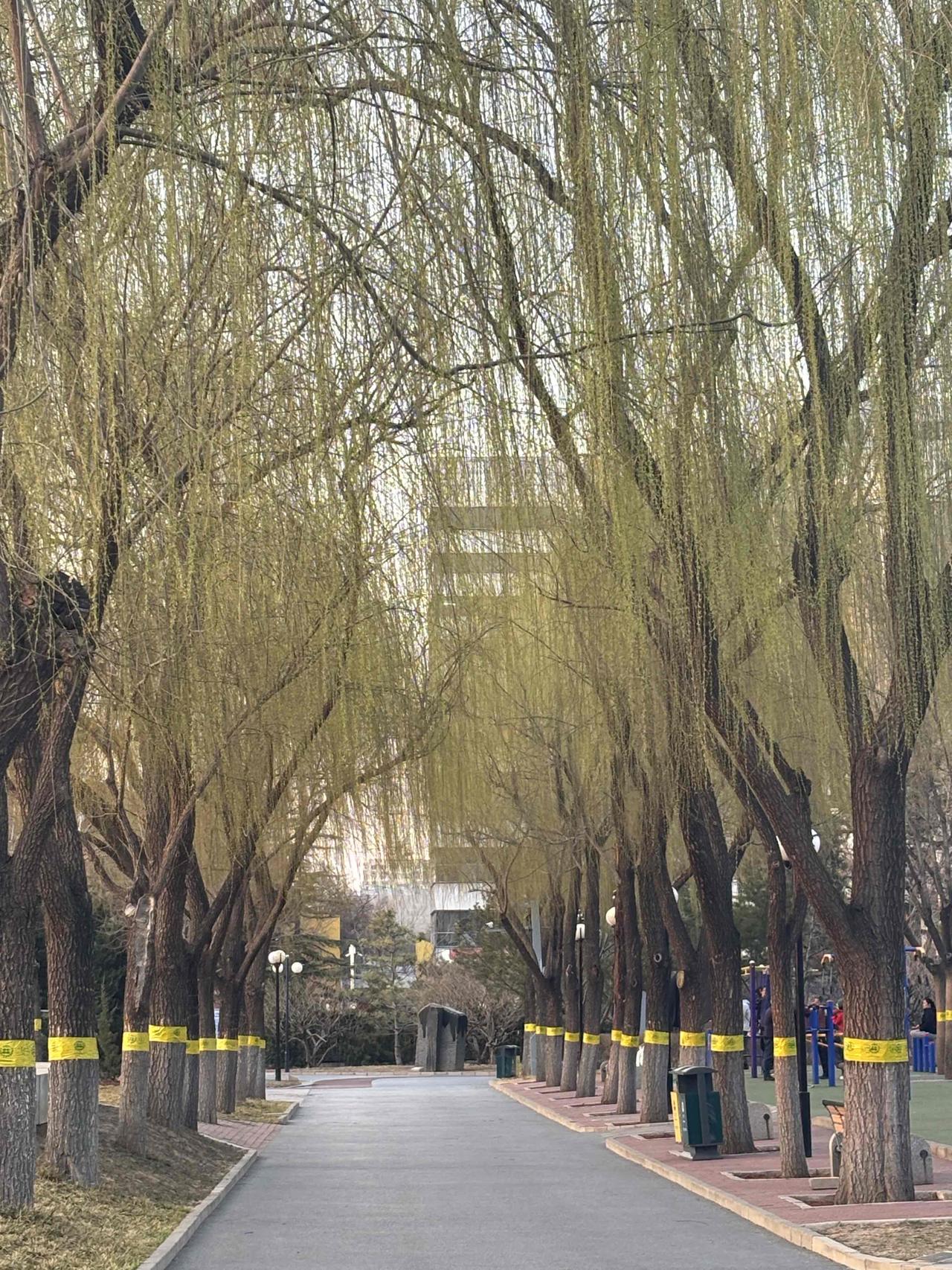 盼望着，盼望着，春天来了
一起都像刚睡醒的样子
欣欣然张开了眼