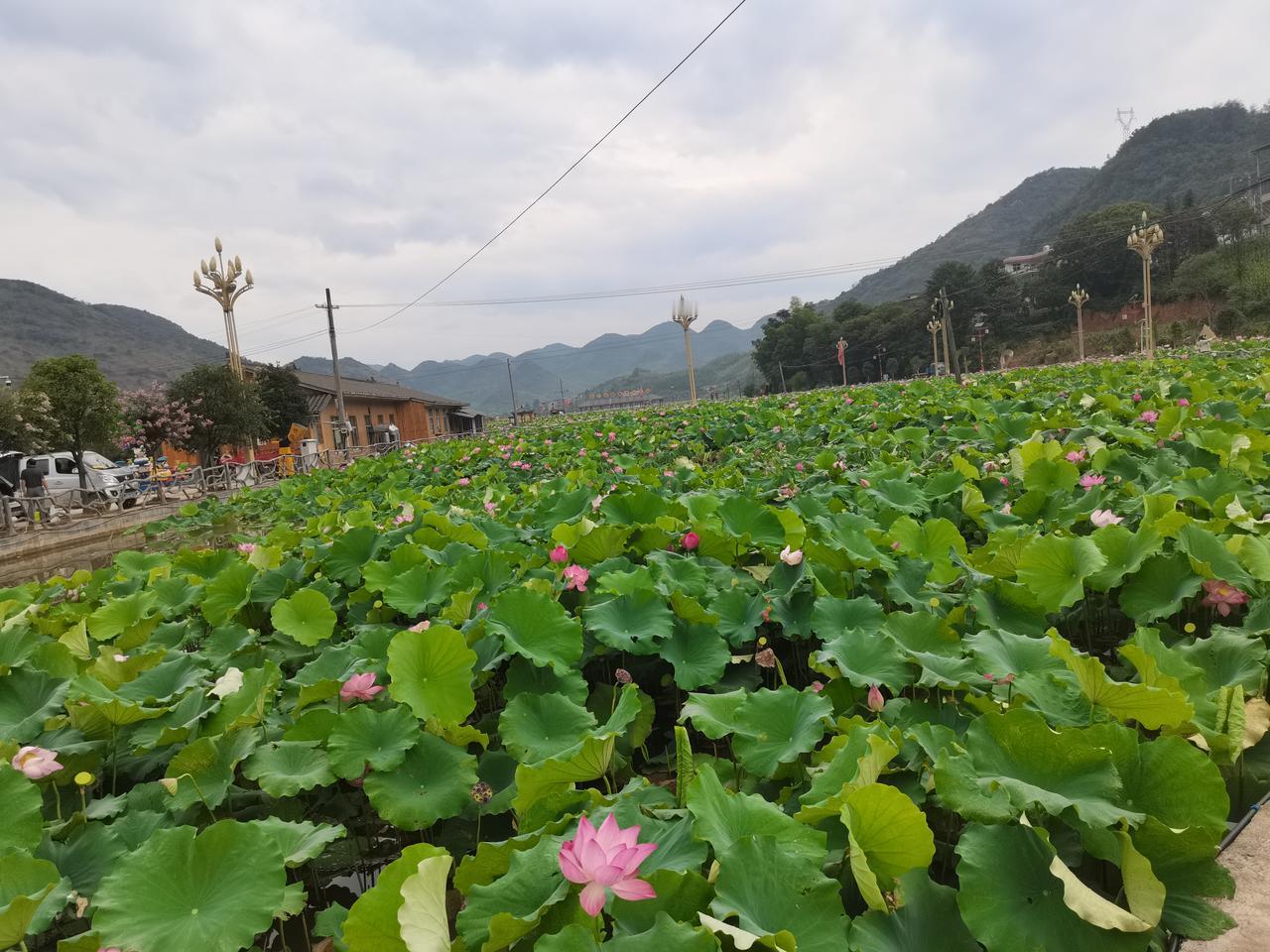 上联：夏日荷花香满池
下联：秋天柿子红遍枝
[微风][微风][微风][微风][微
