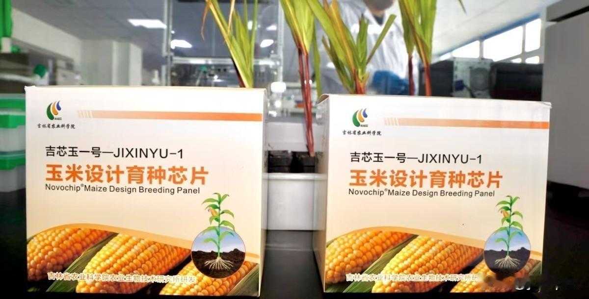 先玉335从称霸东北到惨淡收场，美国巨头打死也想不明白，怎么输给了一股风

种地