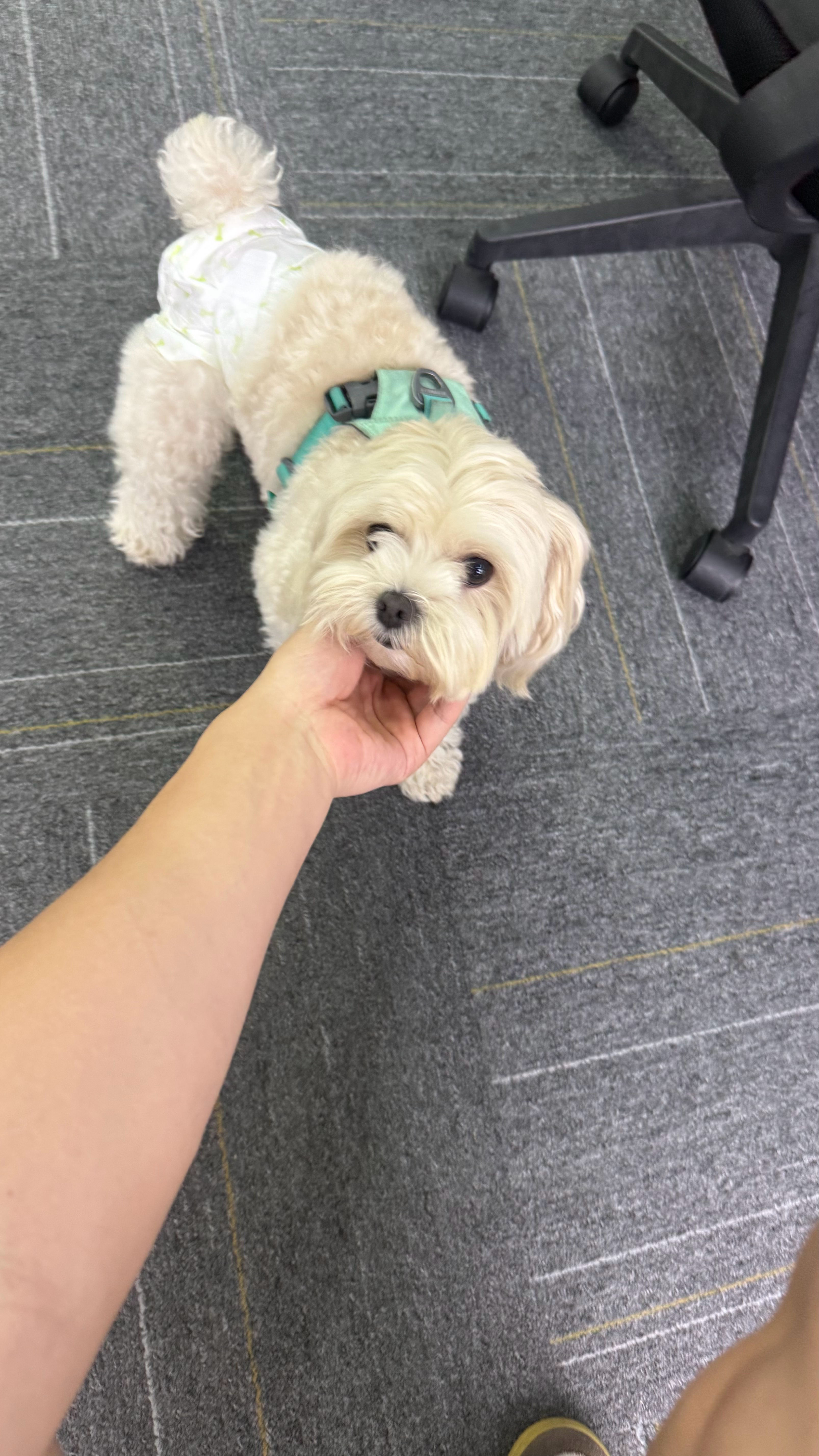 上班玩狗中 