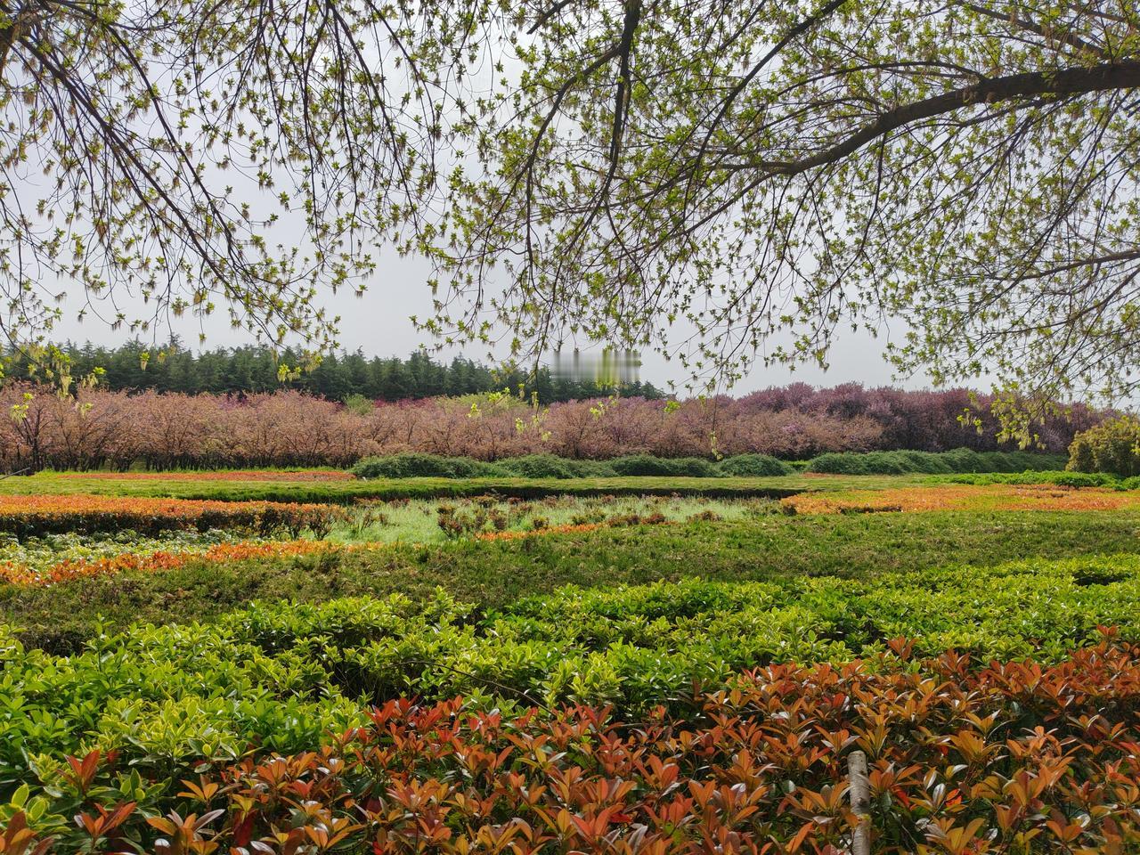 这满眼的层次分明的春日盛景也太治愈了！抬头是刚抽新绿的树枝，层层叠叠的新叶透着生