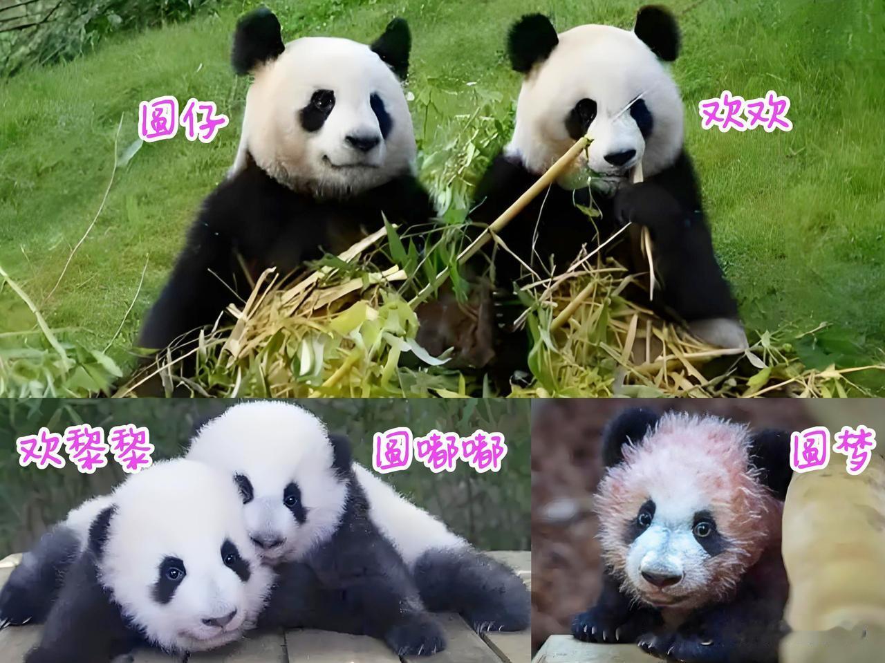 瞧瞧这温馨的一大家子...
法国呆得久，似乎变得优雅了，不变的永远是中国心。
