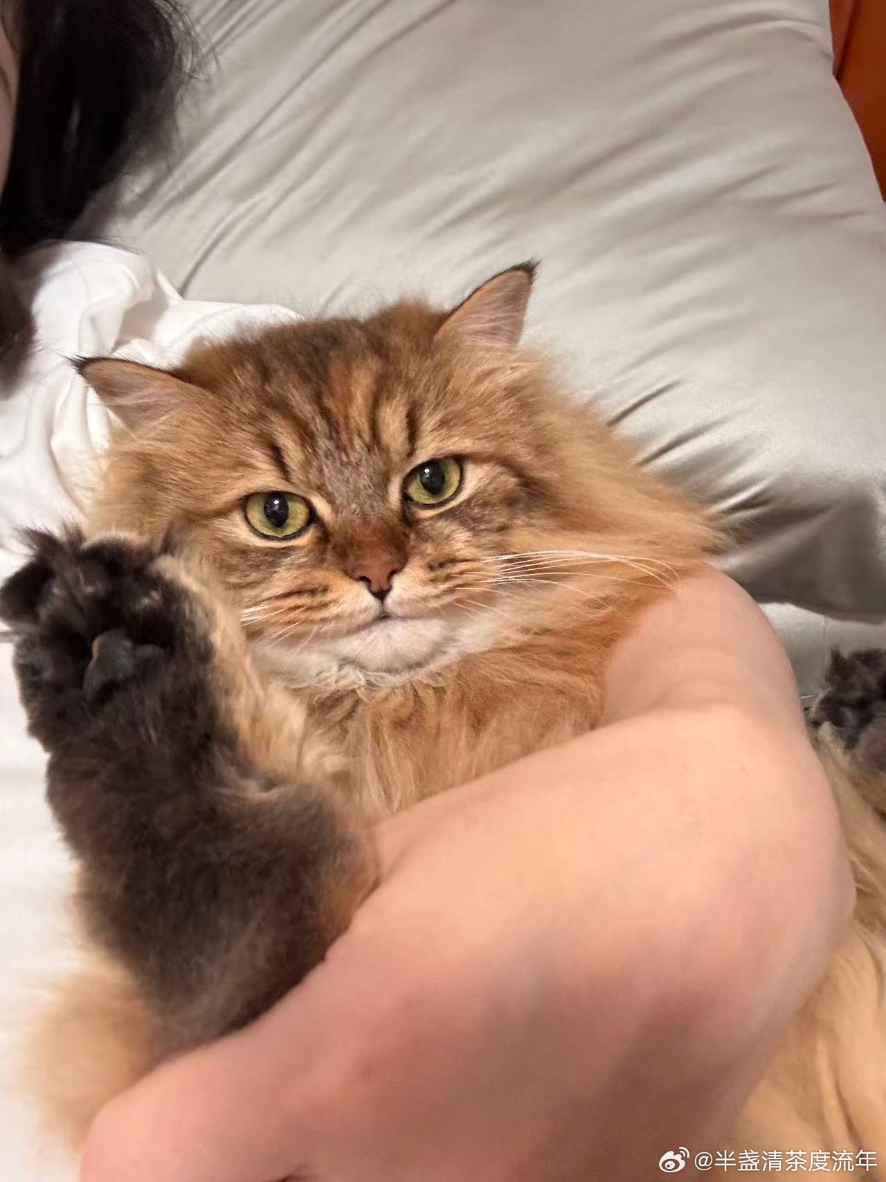 猫咪的雷霆大脚刚把逗猫棒举高，咪的后脚就绷成了小火箭——身子弓成C形，猛地一蹿，