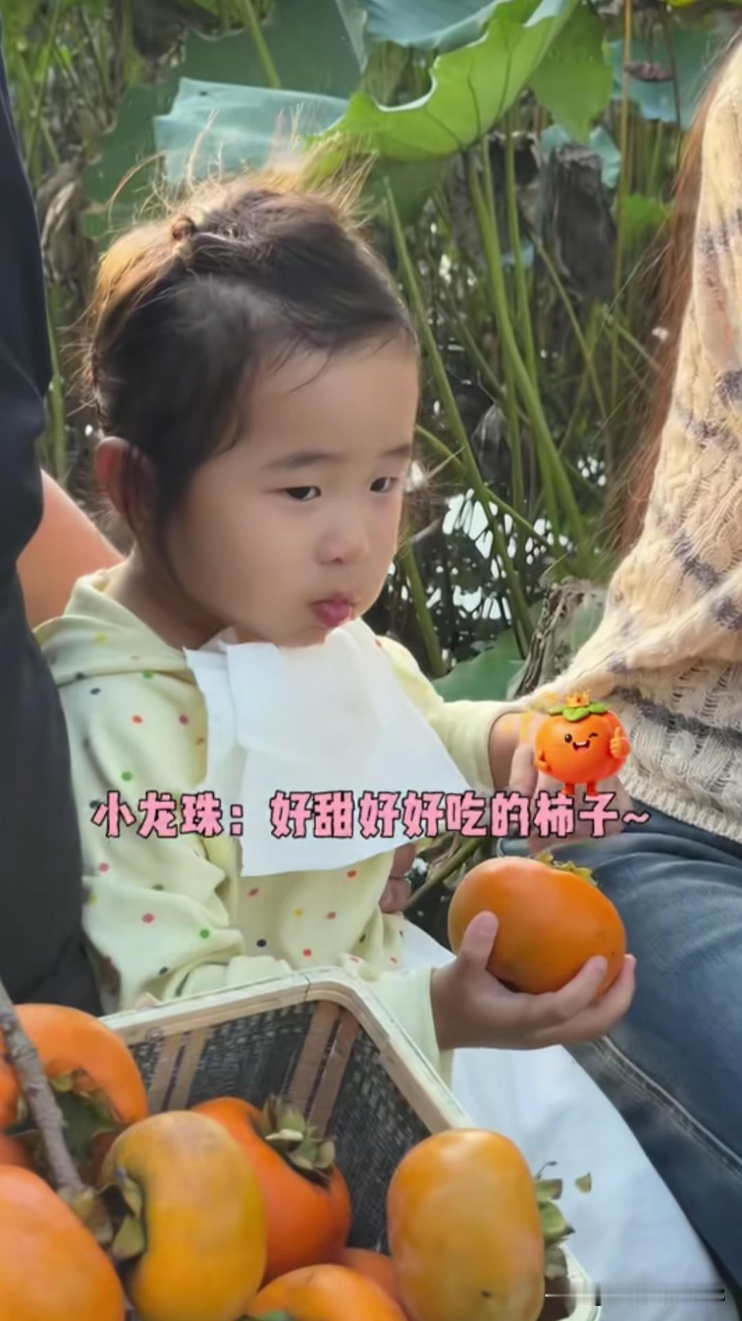 75岁的张纪中和妻子带着两岁的小龙珠去去美丽的柿子园里摘柿子，爸爸抱着宝贝女儿在