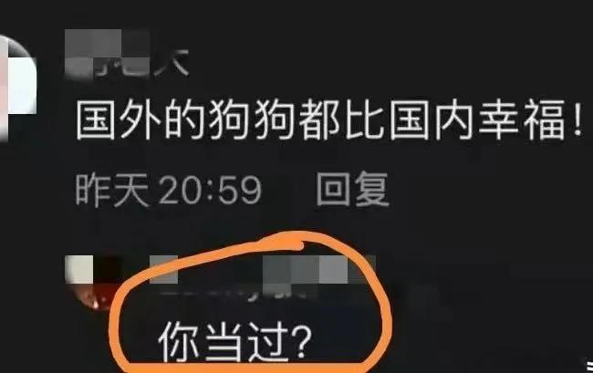 国外的狗狗都比国内幸福！网友：你当过？   一句话直接怼死[笑cry] ​​​