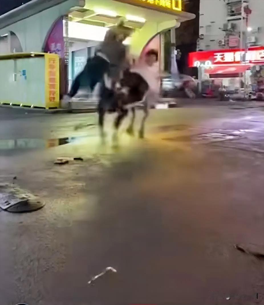 长沙黄牛撞人事件的背后
是求生本能的抵抗
21日凌晨，一头待宰的黄牛在长沙某街头