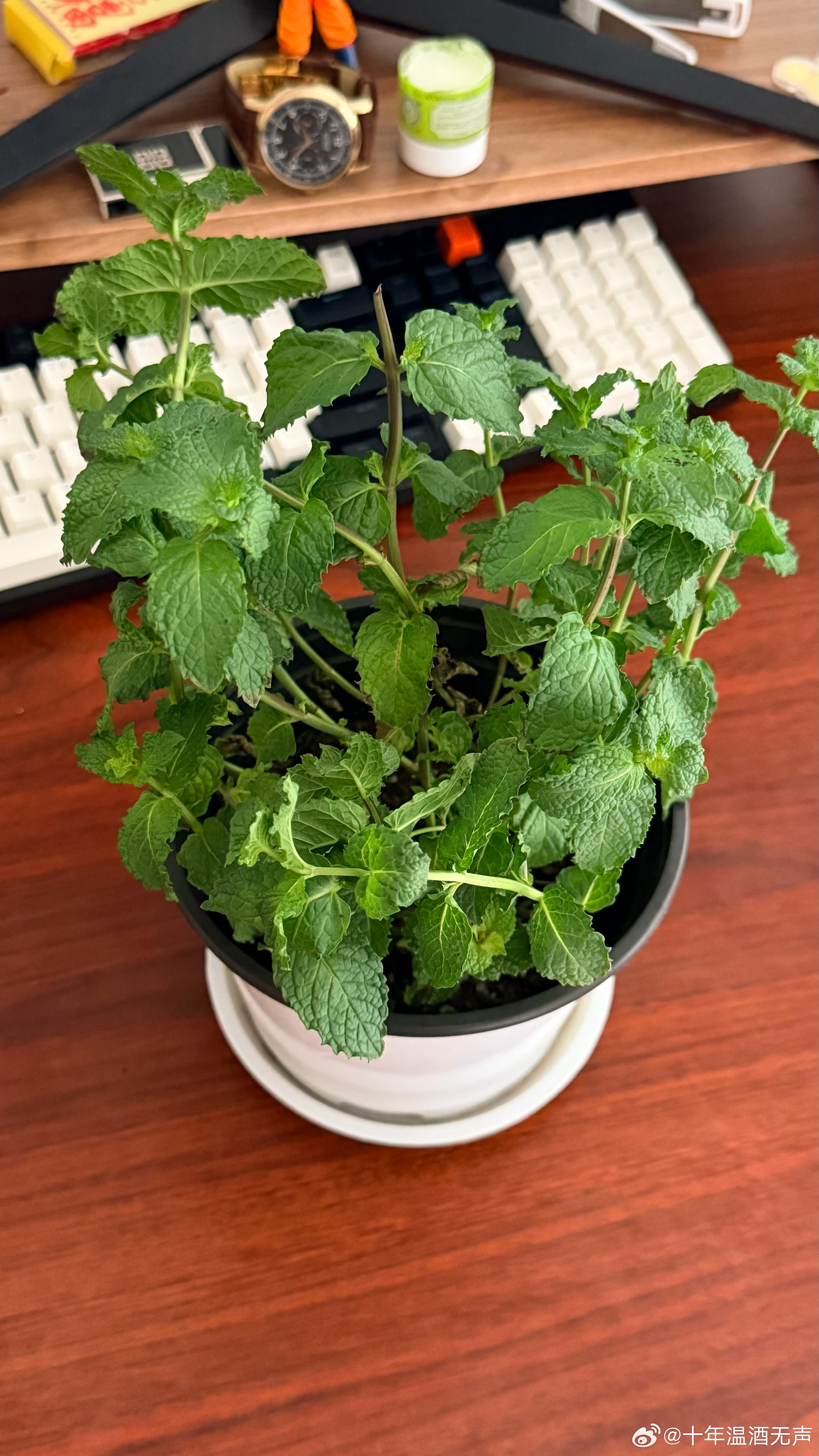 我以为薄荷，是一种清凉的，清香的，闻着沁人心脾的植物，所以买了一盆回来。但是薄荷