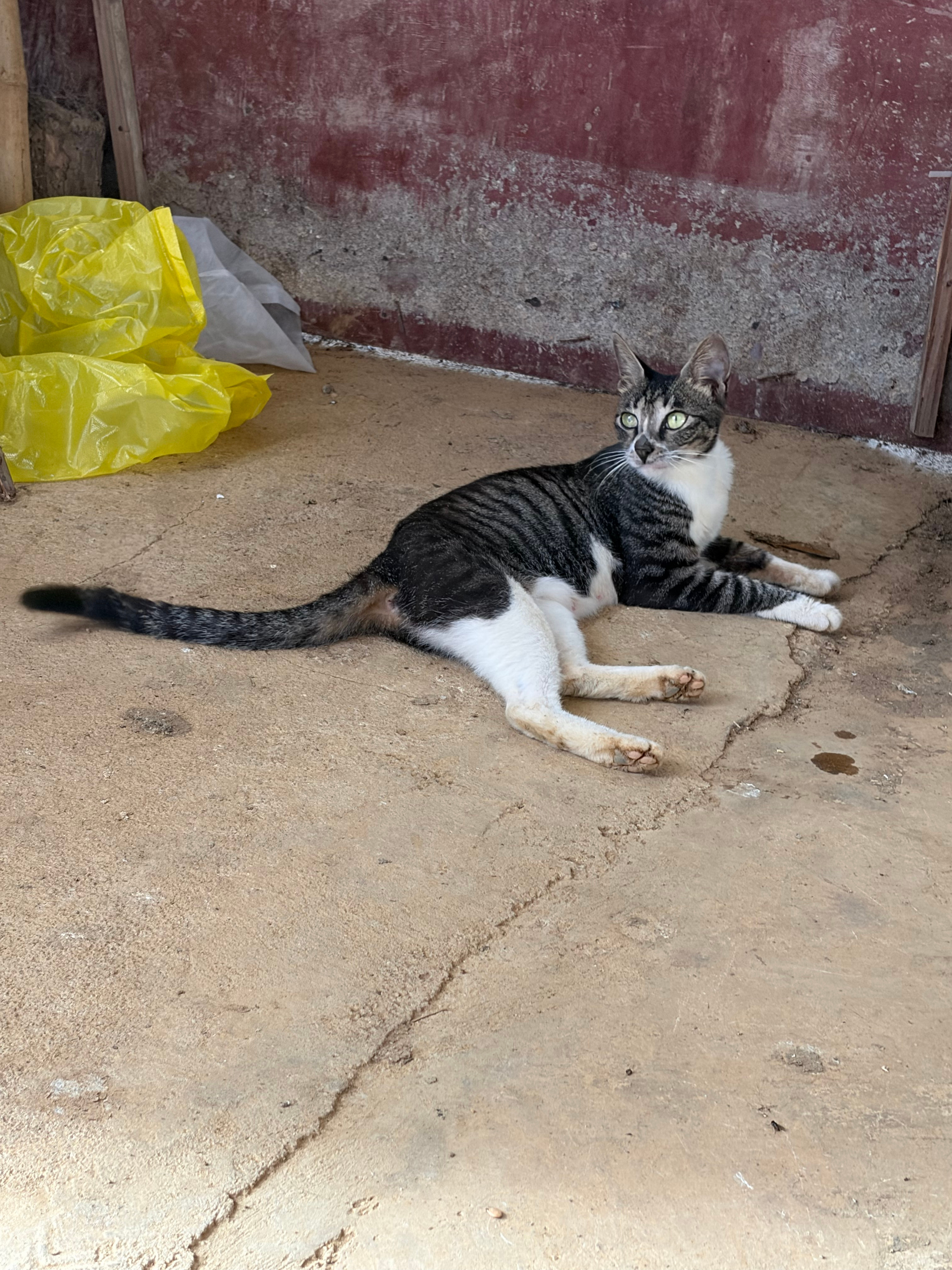 跟独苗独汪玩了半天，舅舅告诉我只有白猫是我们家的猫。 