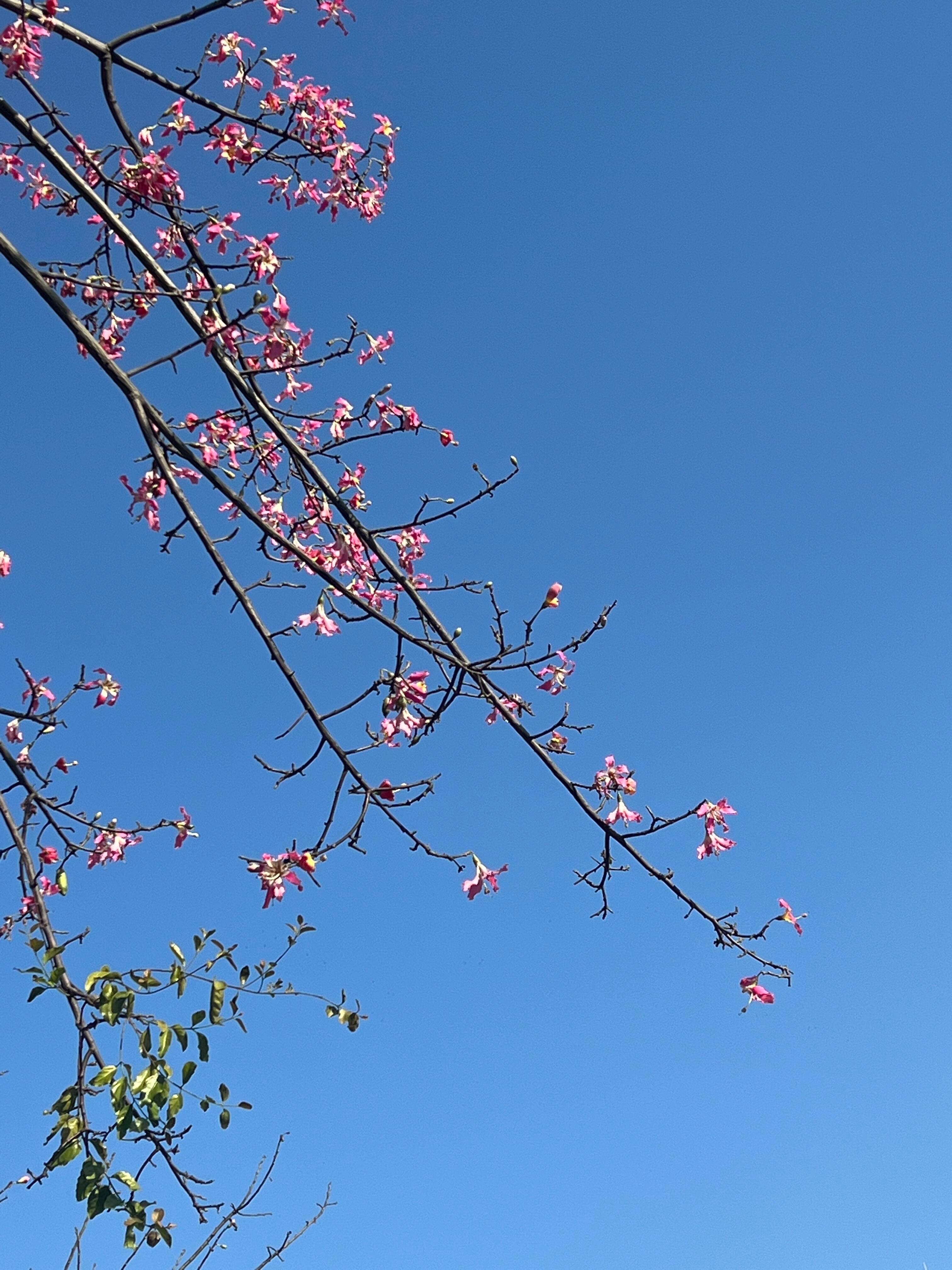 ʕ•̀ω•́ʔ✧: 小部分的我  喜示万事宜 🍄ᶻ 