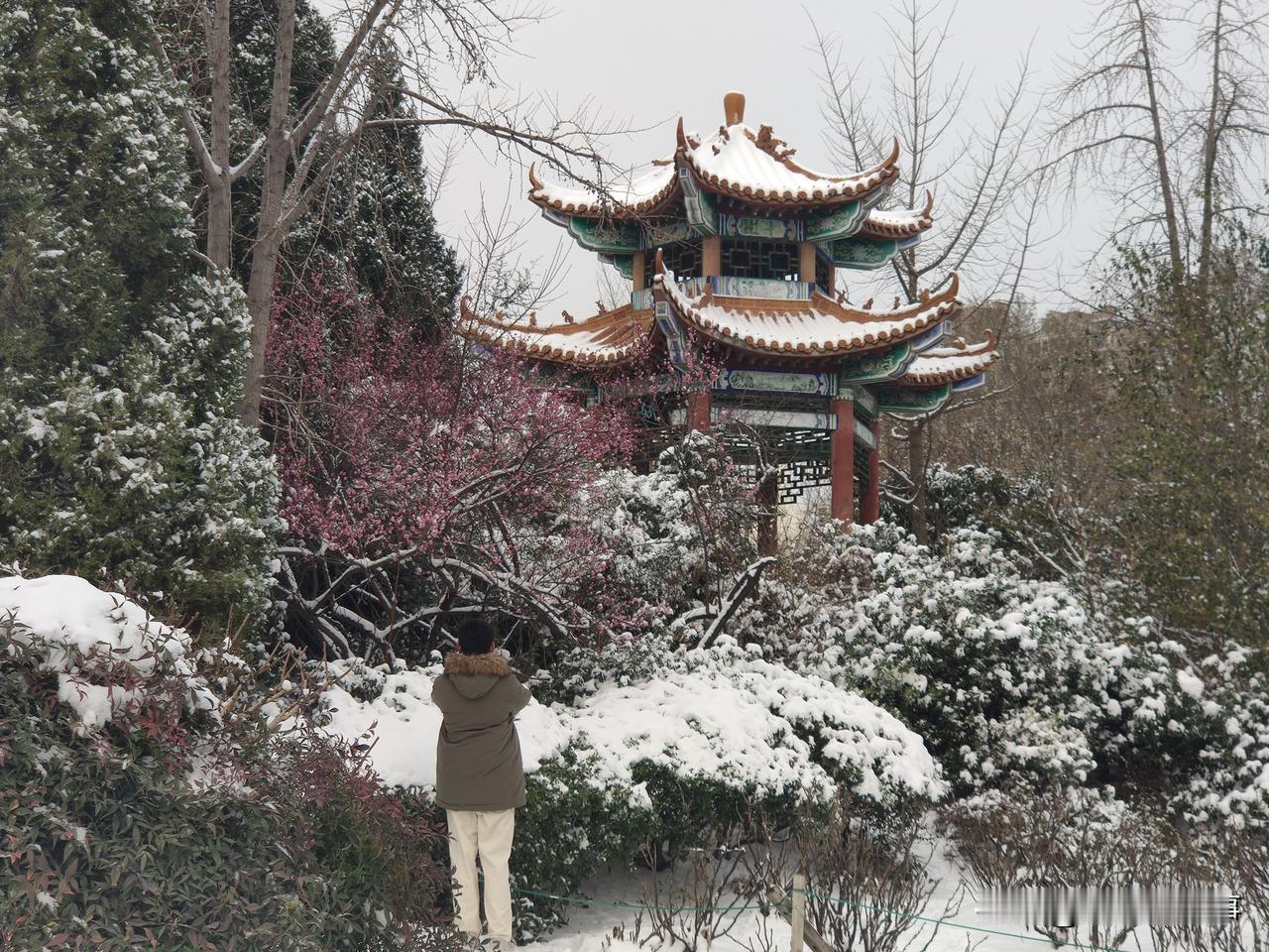 雪中赏梅
凌寒梅花独自开，皑皑白中一抹彩；
没有蜂蝶萦绕舞，唯有暗香独自来。
松