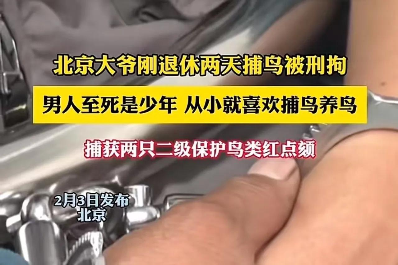 “吃了没文化的亏！”北京icon，大爷刚退休两天捕鸟被刑拘！原来，大爷捕获两只耳