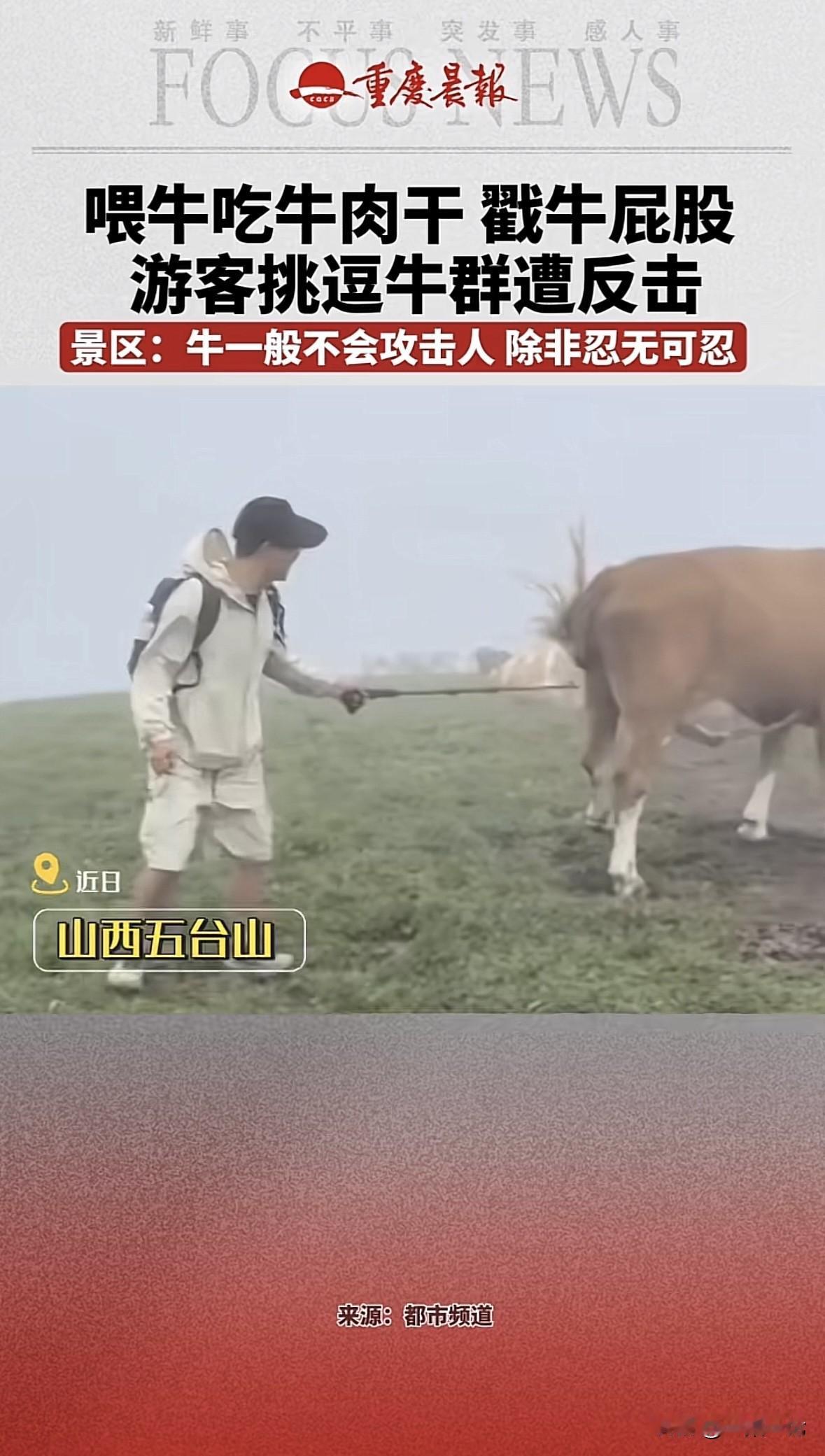 山西忻州，一男游客在景区游玩时，看见一群牛，他想恶 搞一下，就掏出一包牛肉干喂牛