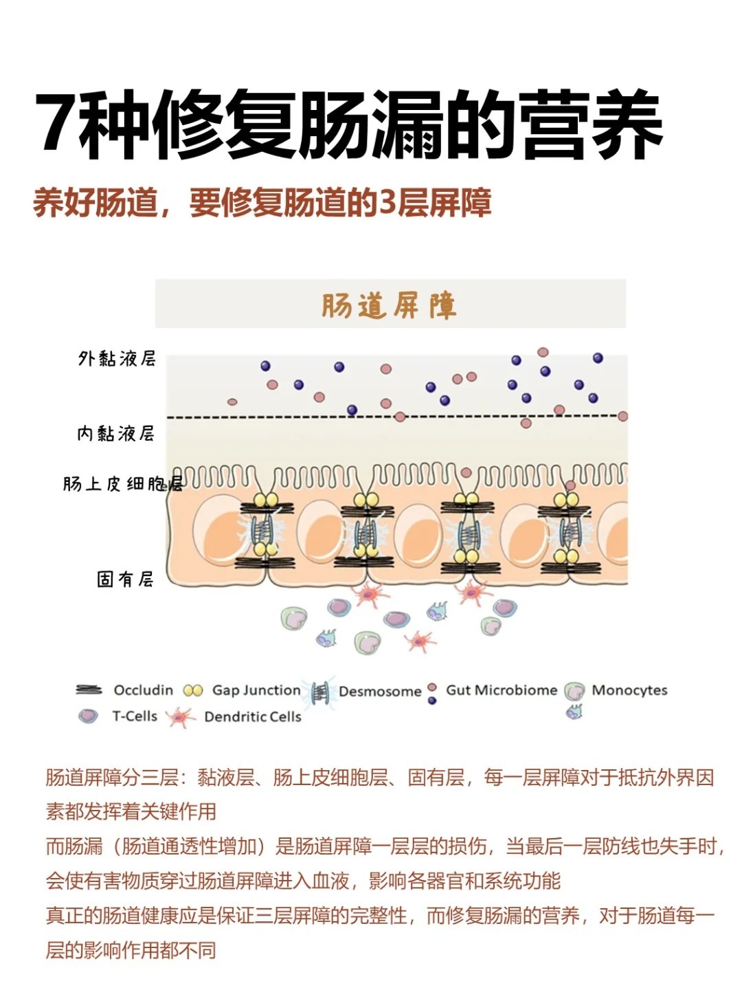 ‼️从肠道的结构看，修复肠漏所需营养成分✅肠道屏障分为三层：1、外层：黏液层，第