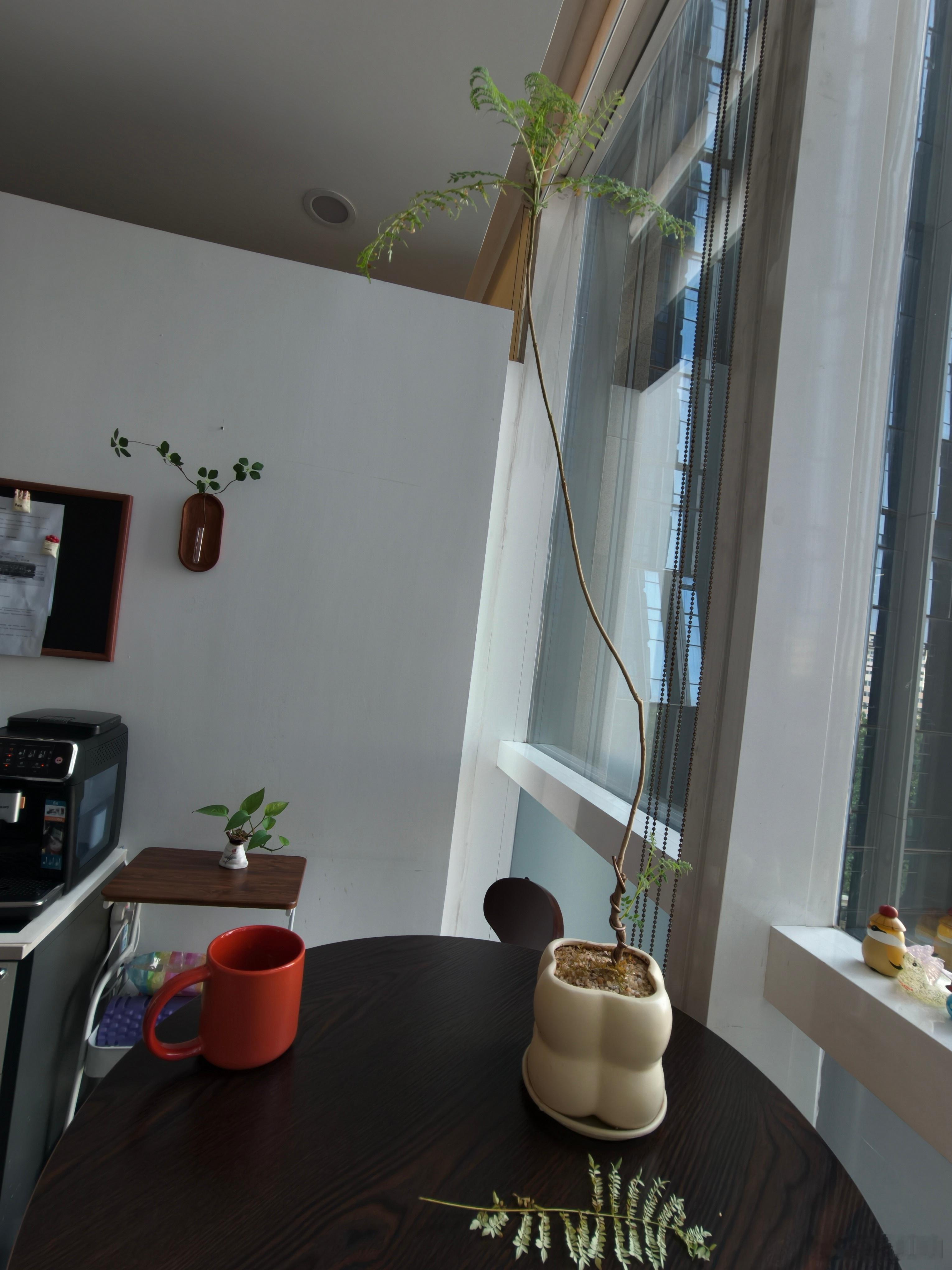 律师脱发，律师养的绿植也脱发吗