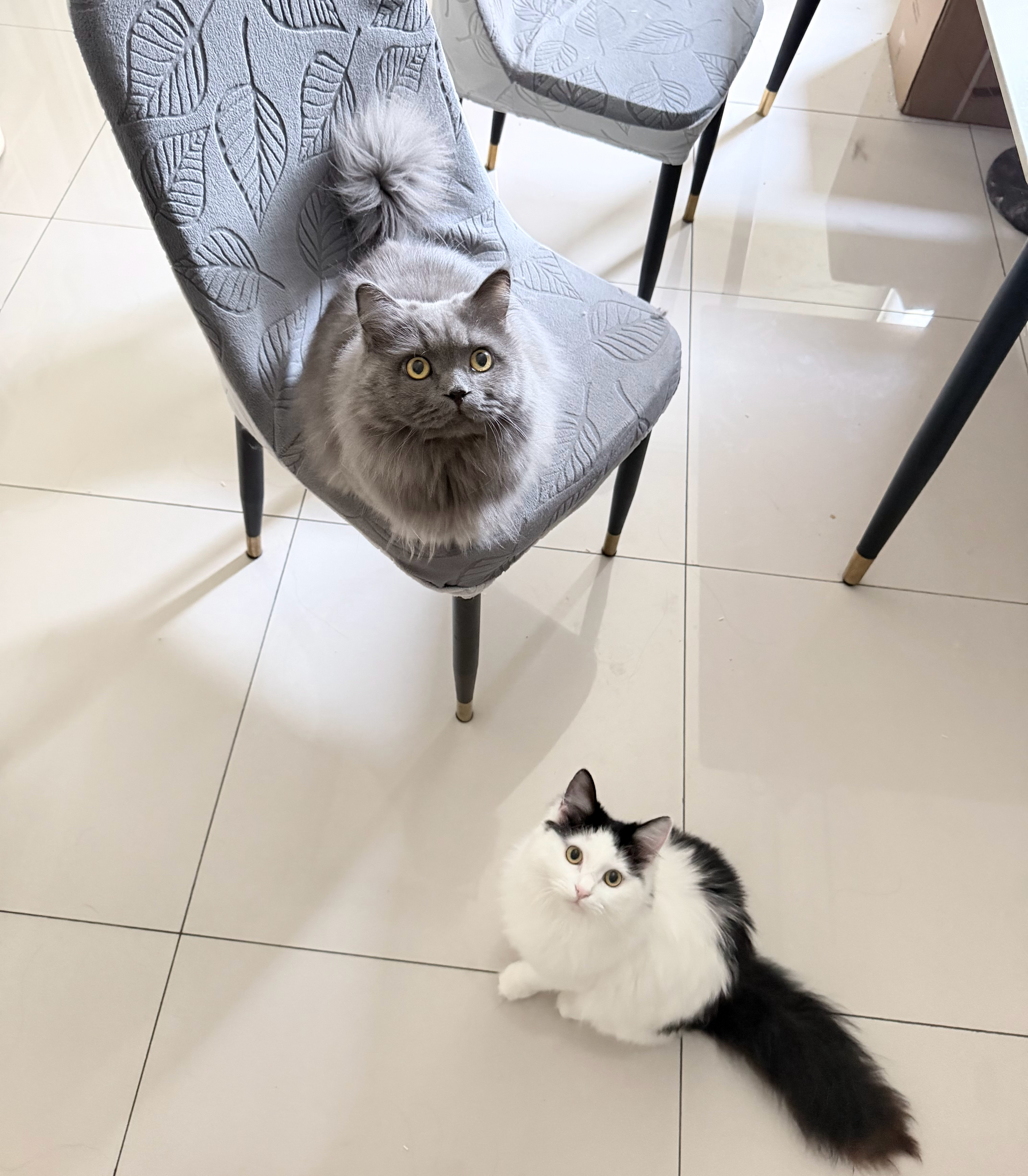 昨天五点多才睡着听见猫的呕吐声马上弹射起步🙀 