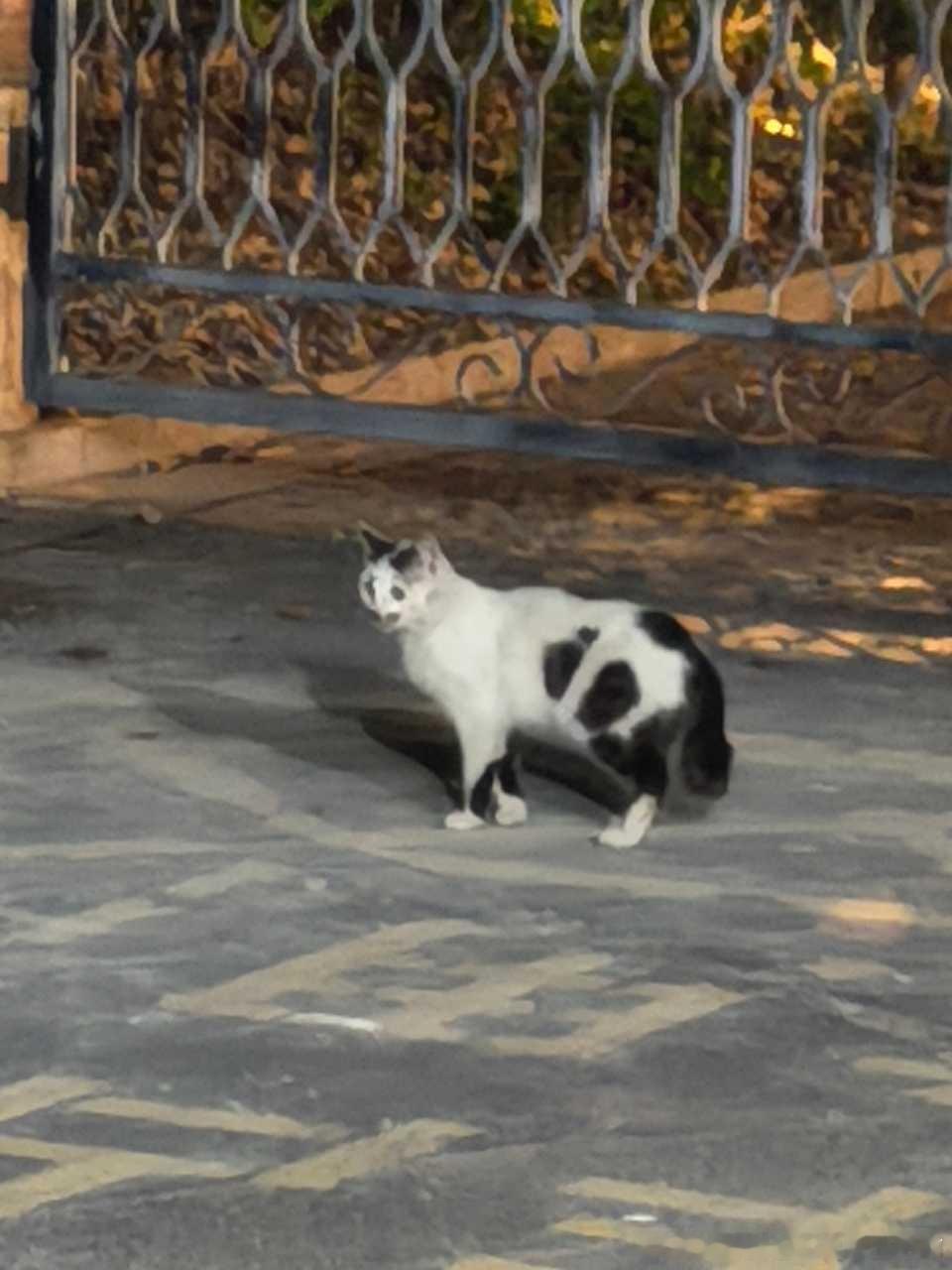 49155【丑猫】无需多言… 