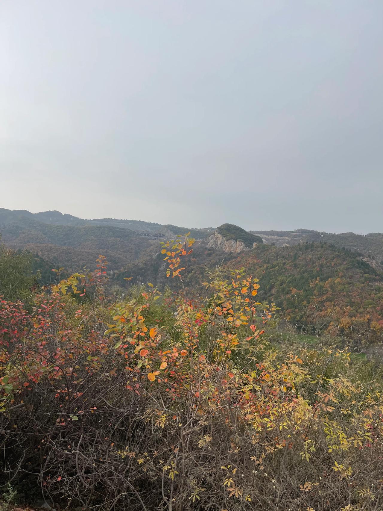 今日目的地——巩义盘龙山
又见青山，
又见红叶，
山窝里的小山村，
声声的鸡鸣啼