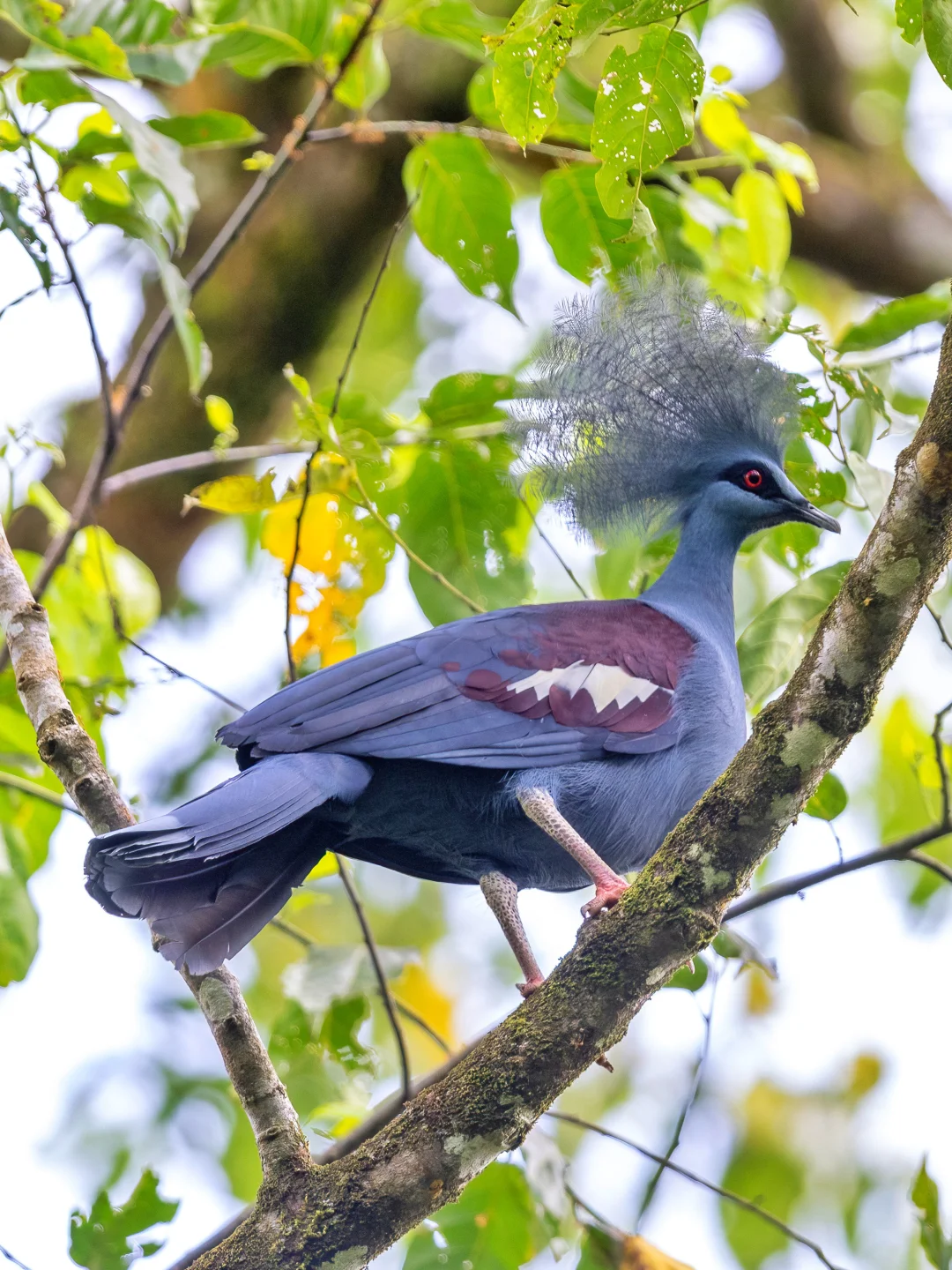 谁能想到这么华丽的鸟是只鸽子：蓝凤冠鸠
