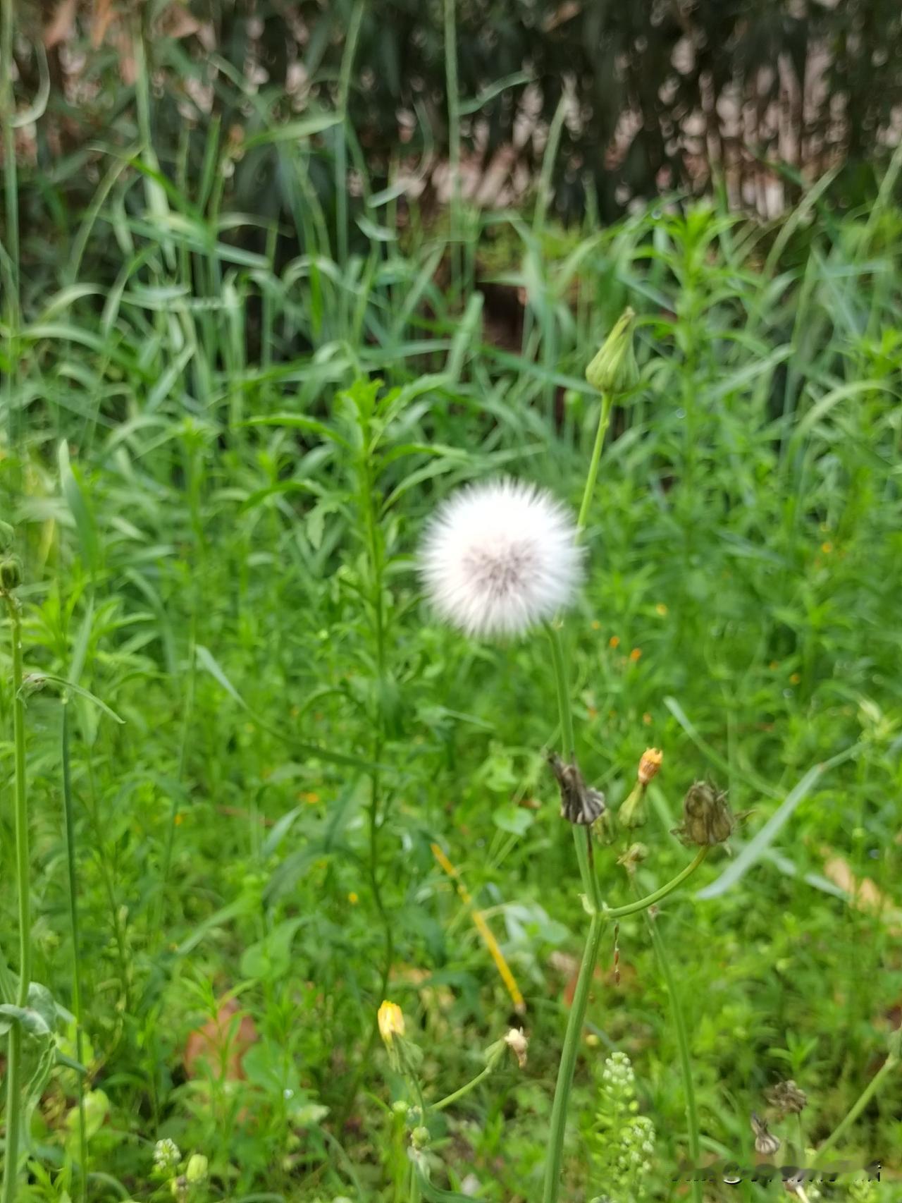 人到老年如何调整自己的心态?
人到老年调整心态，我有三个窍门。
一是与不如自己的