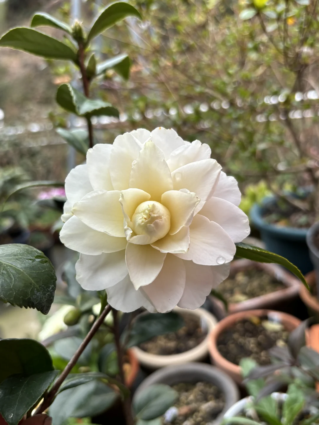 日本山茶花