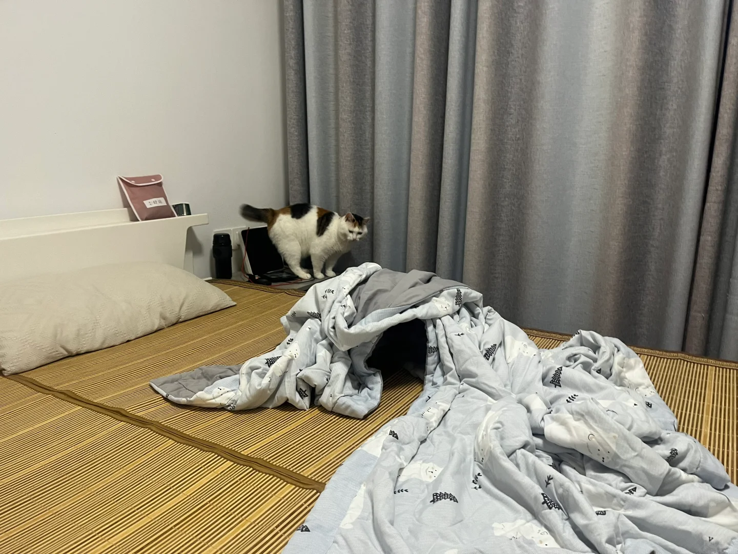 我家猫下一步不会要开始使用工具了吧？！
