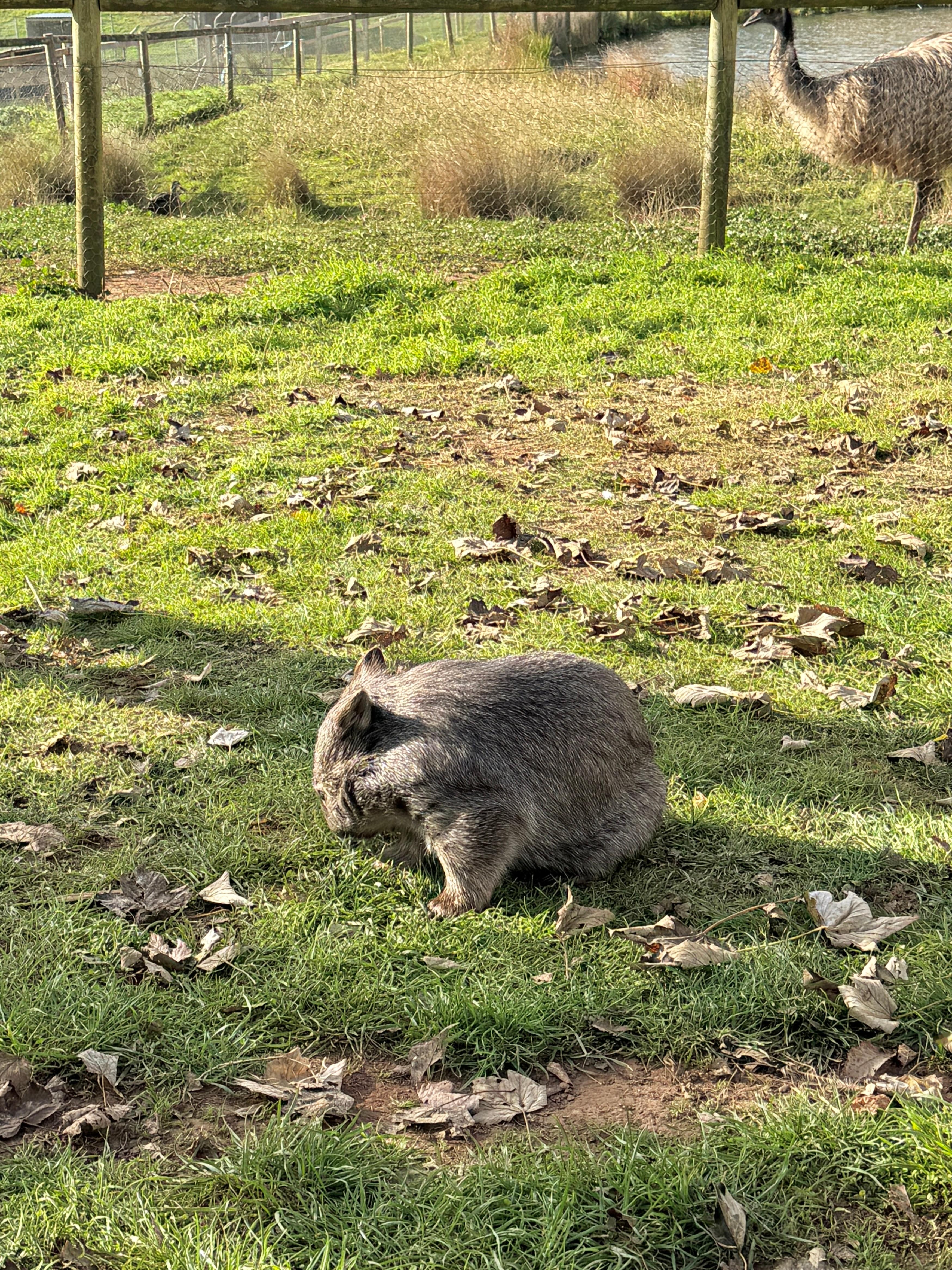 📍Taralga Wildlife Park 终于轮到我抱袋熊咯Wombat?