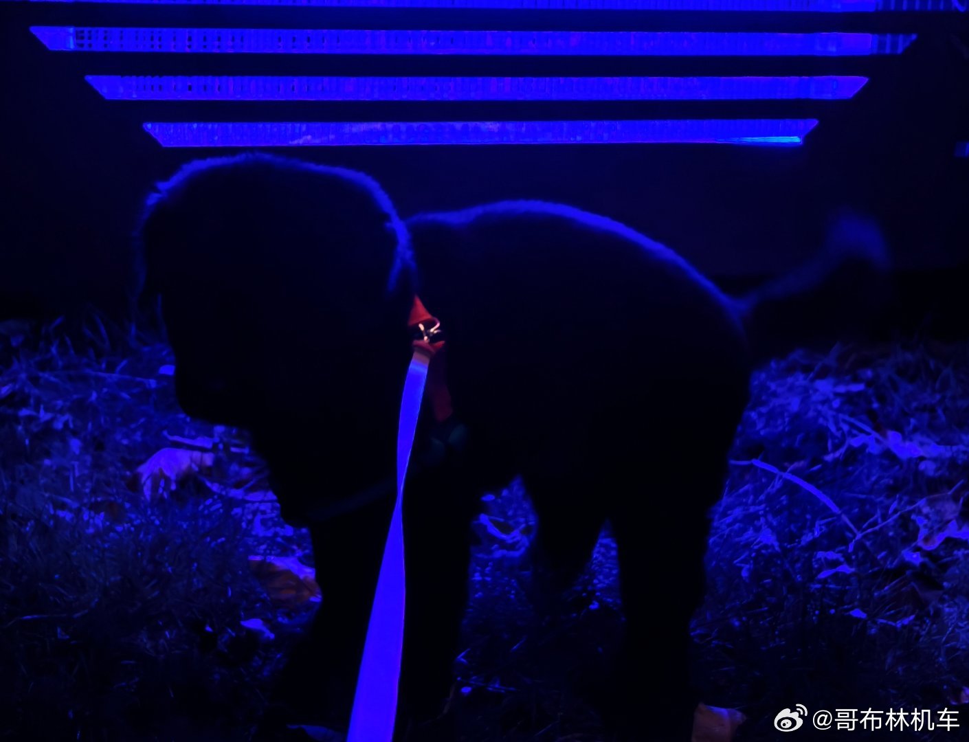 发射至天仓五拉粑，开始疾行 