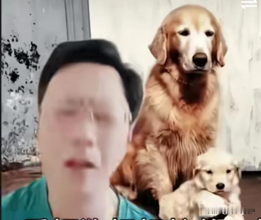 狗爸爸感冒了，连连打喷嚏，狗妈妈忙得焦头烂额，赶忙叼起自己的孩子远离爸爸，生怕传