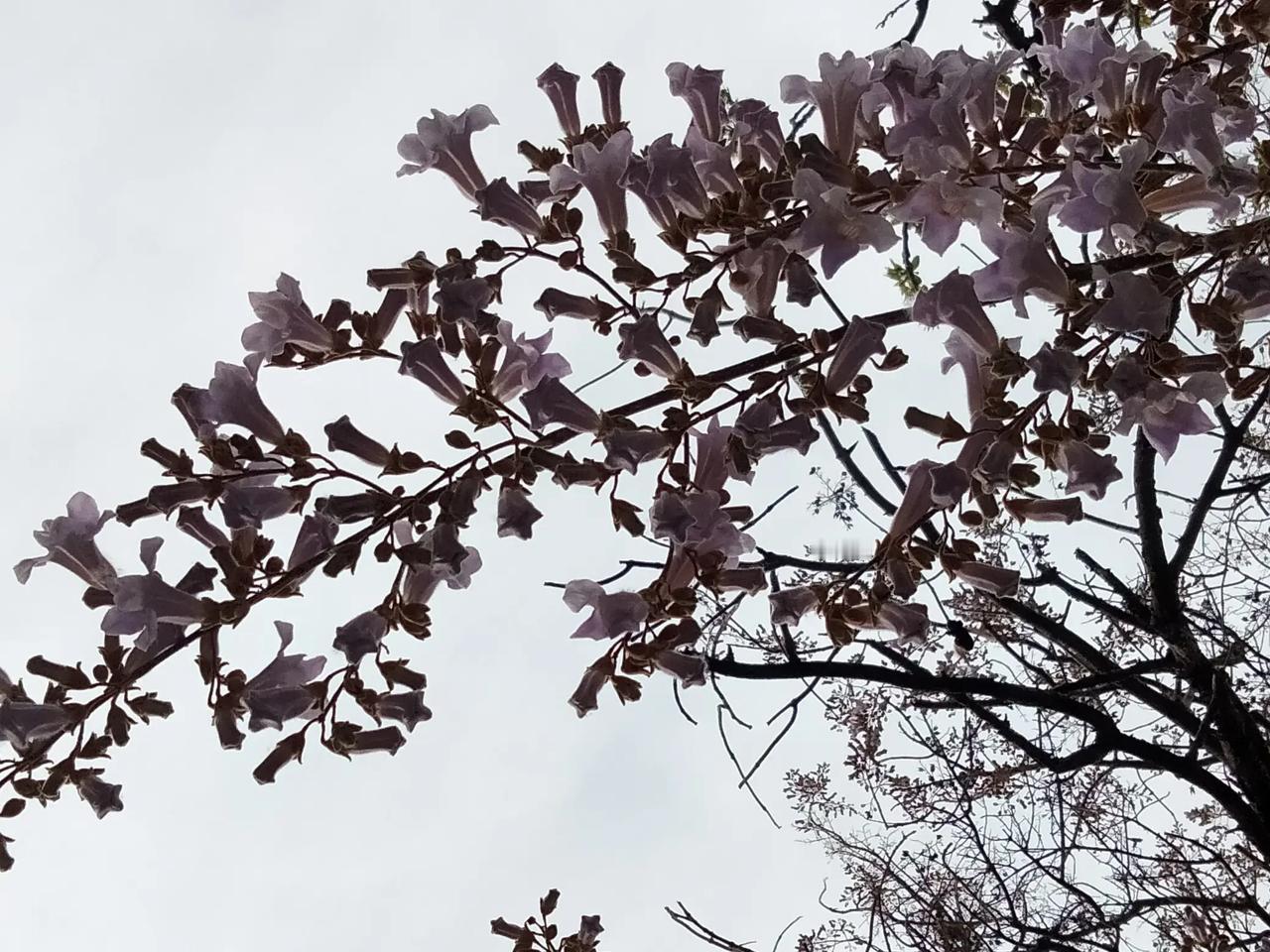 梧桐花是这样的。//@yhm小鱼:好像是掉落的梧桐花