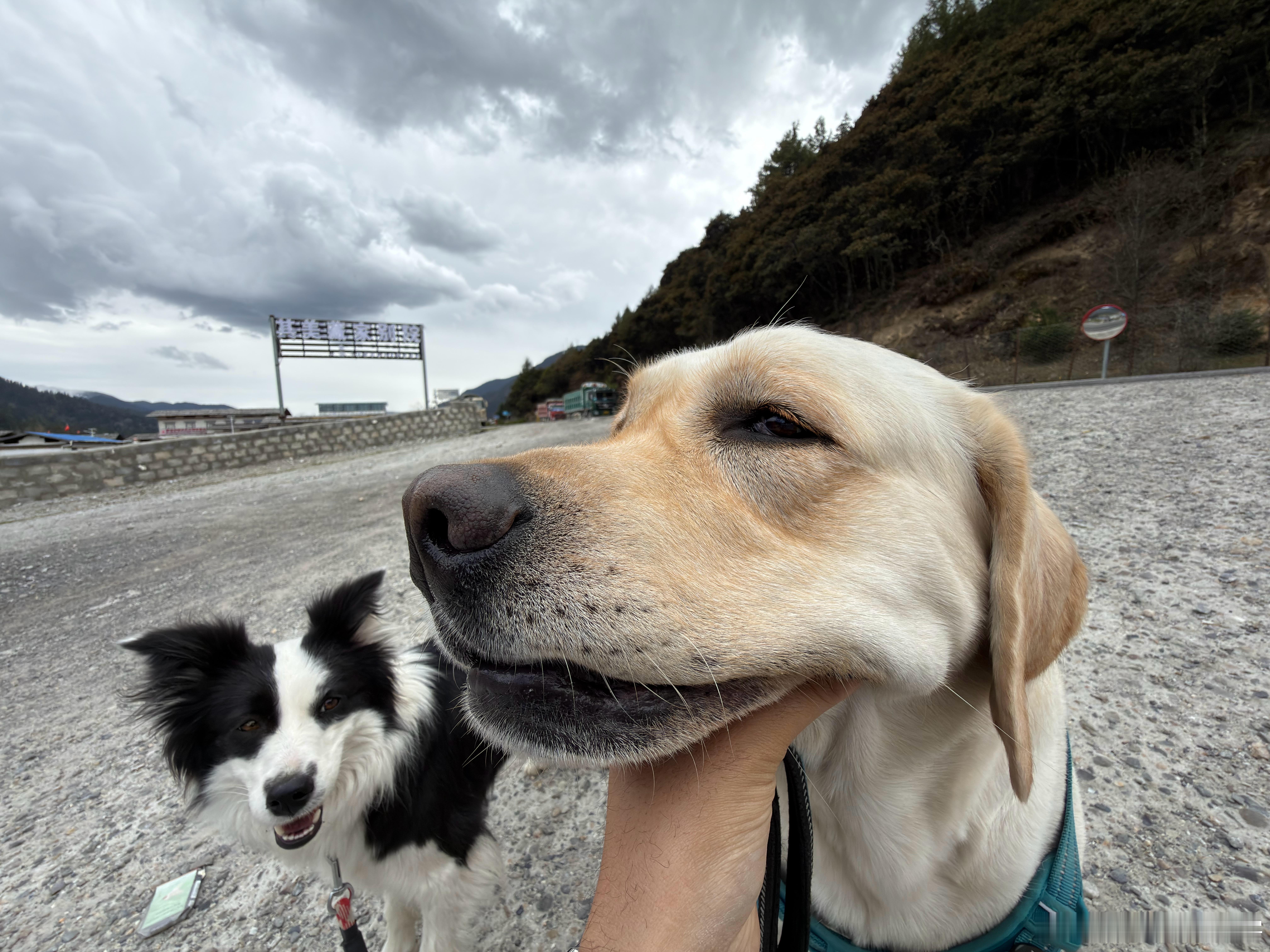 北京车展一男子竟然在遛狗啊？北京车展宠物友好啊韩哥又开玩笑了哈哈哈哈 林芝