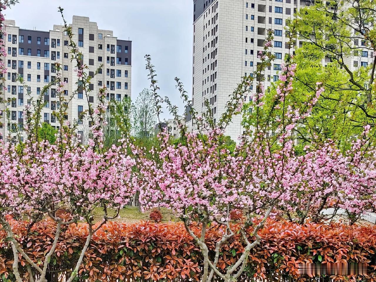 我家大门口的几棵樱花树，简直是春天的颜值担当。每年三月，它们就像约好了似的，齐刷