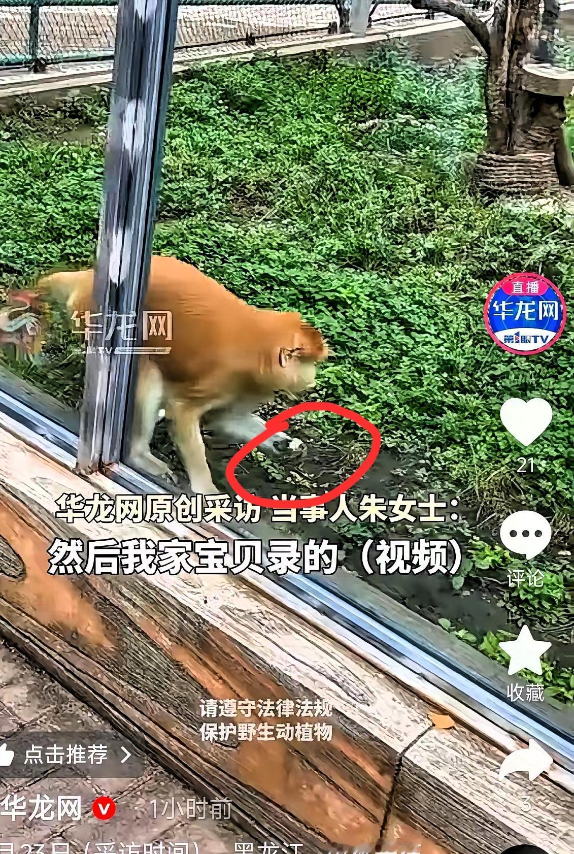黑龙江动物园，网友无意间拍下的一幕，温柔治愈了无数人。
 
一位妈妈带着孩子逛动