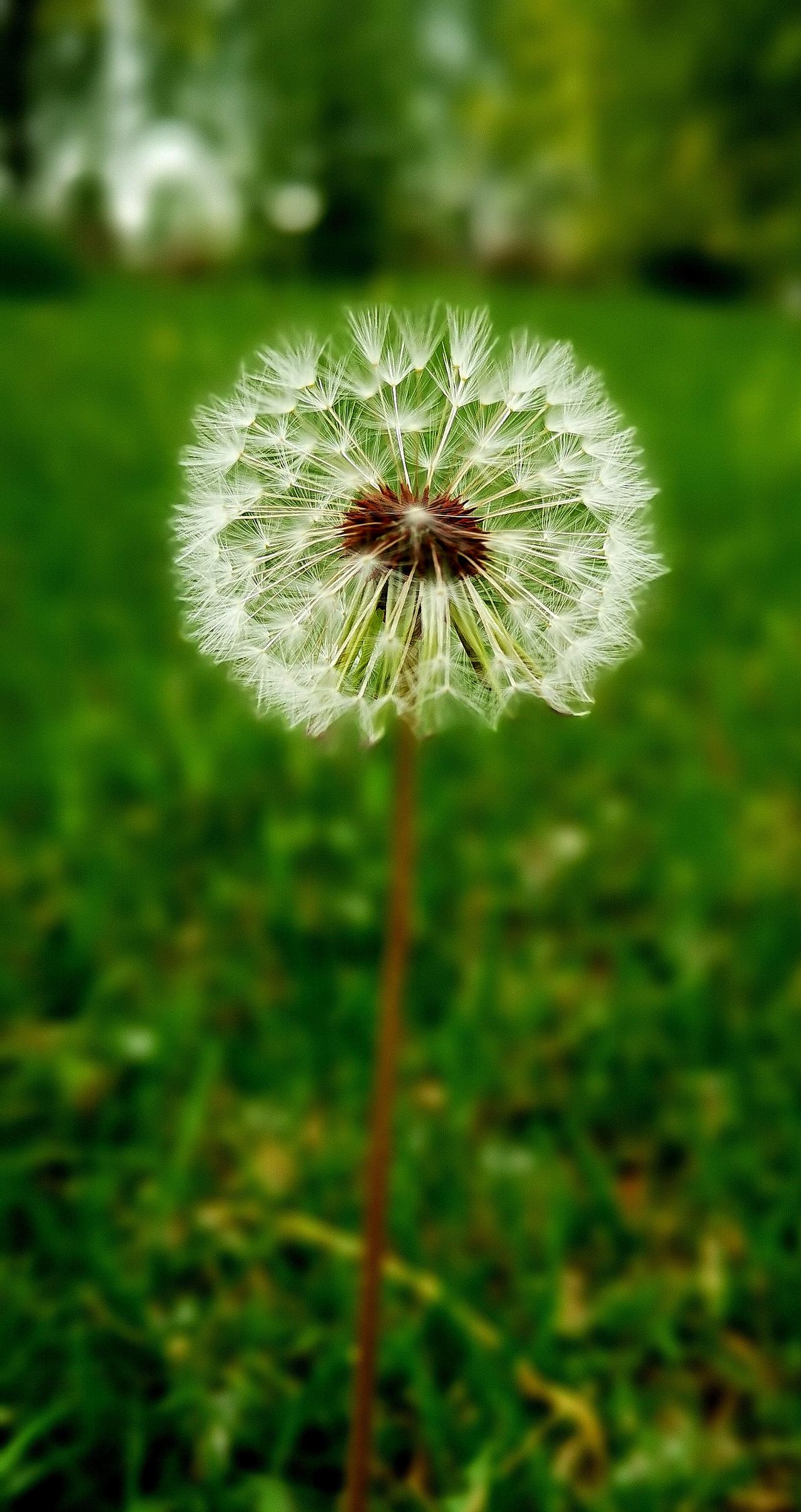来一朵，吹一口试试……