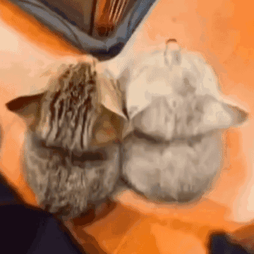 两小无猜的小猫