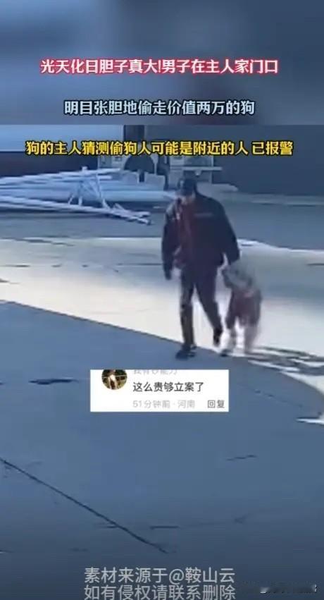 这胆子也太大了！河北保定，一男子在家里养了条巨型贵宾犬，放在家门口院子里好好的，