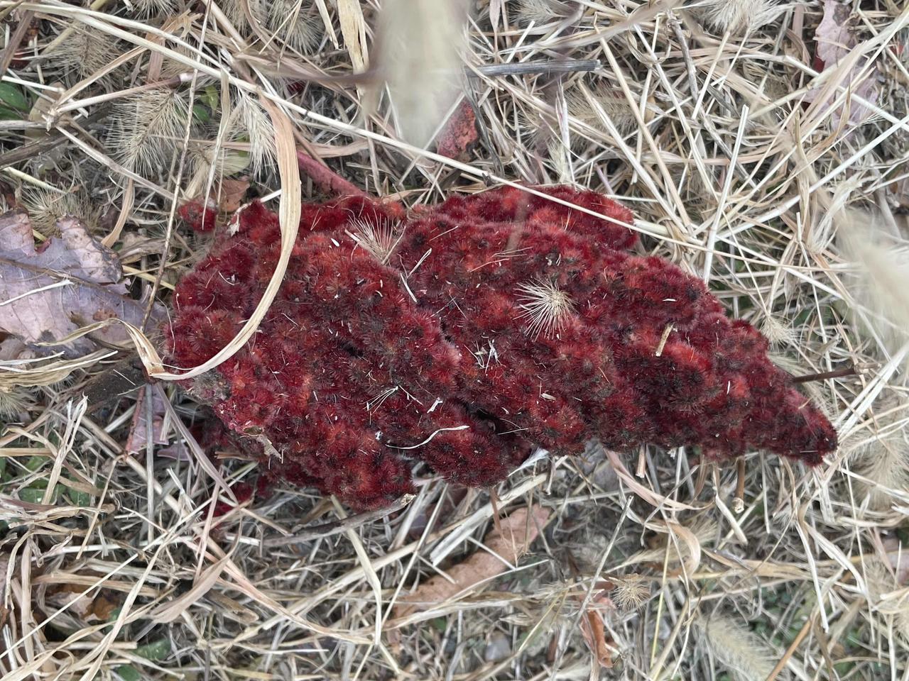 初冬和晚秋一直纠缠不休，你来我往地展开了拉锯战的序幕！
荒草一地，只待冬雪覆盖！