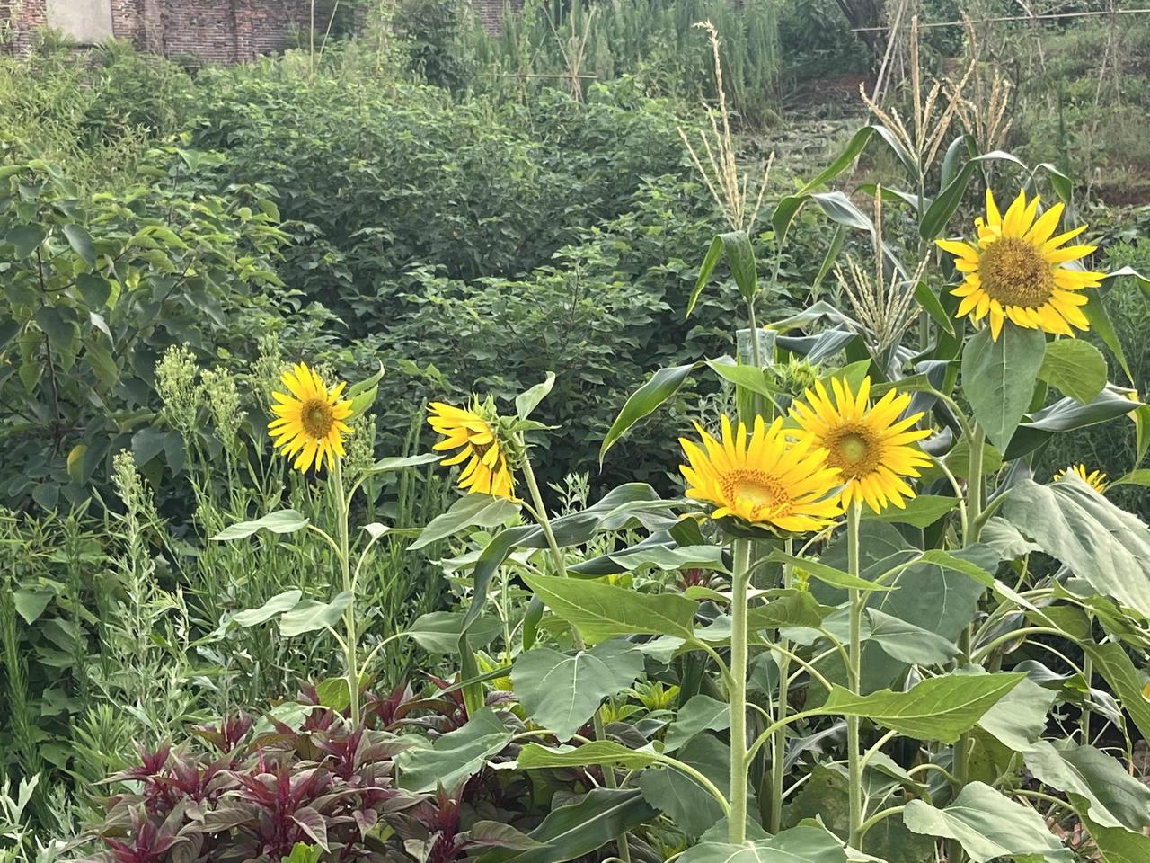 莫言出的上联＂从南阳到南洋，根深叶茂＂最近很火。不从想第一名的对子，竟然是抄袭古