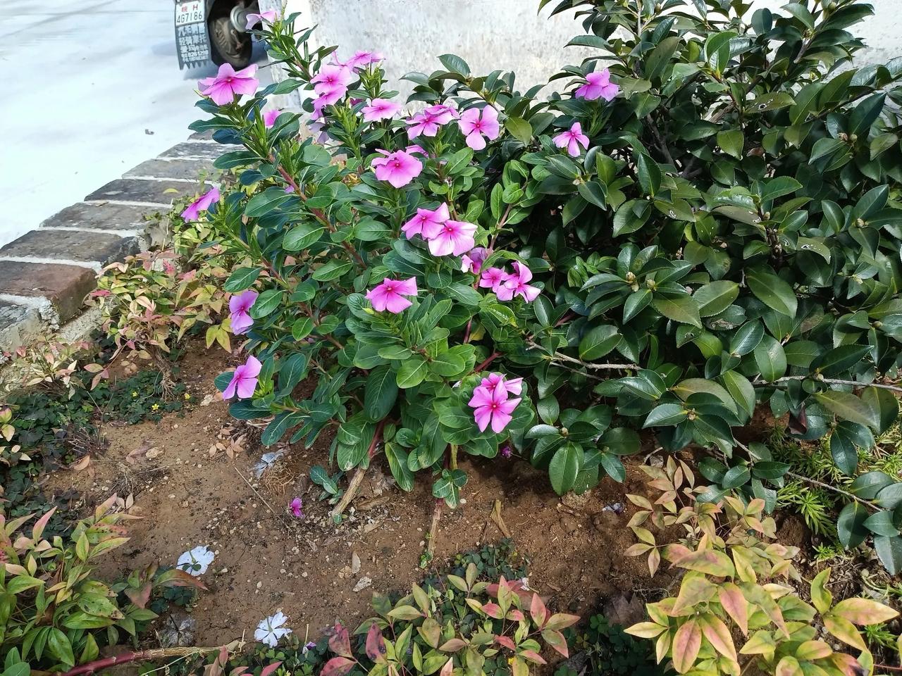 谁知花名
路边花池内的小花，在这个寒露三候第二天还盛开的小花，头友们，有谁知道叫
