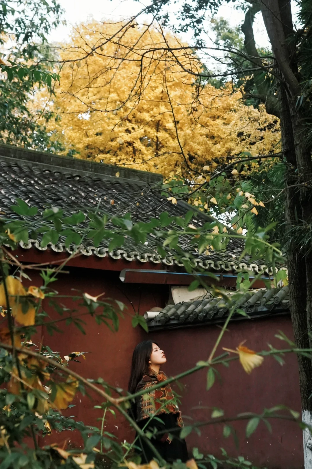 12.24 赶一波成都尾秋！ （人少路线）