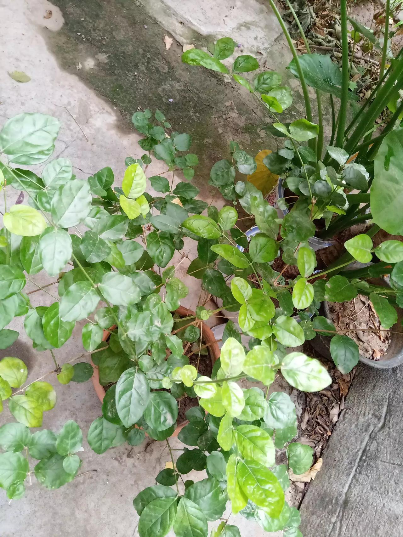#随手拍张照#茉莉花该进温室了，不然很快就会冻死的。