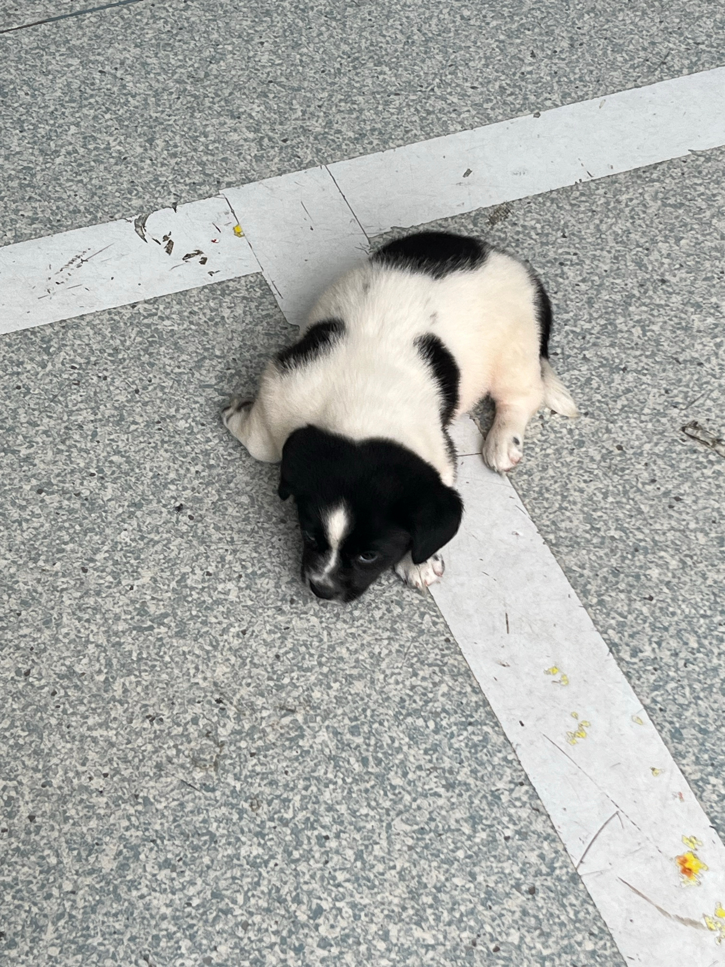 小土狗 