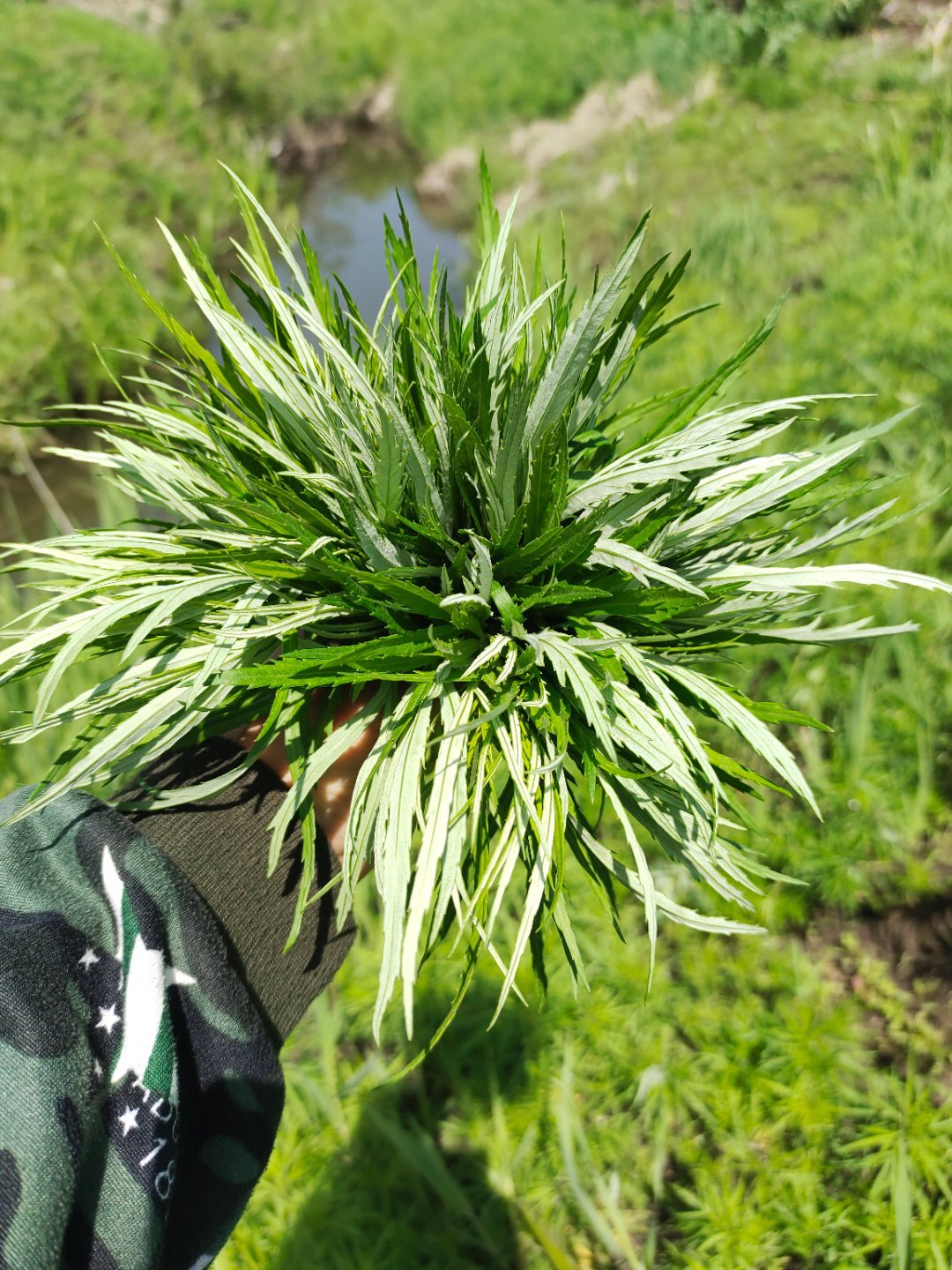 挖野菜，柳蒿 