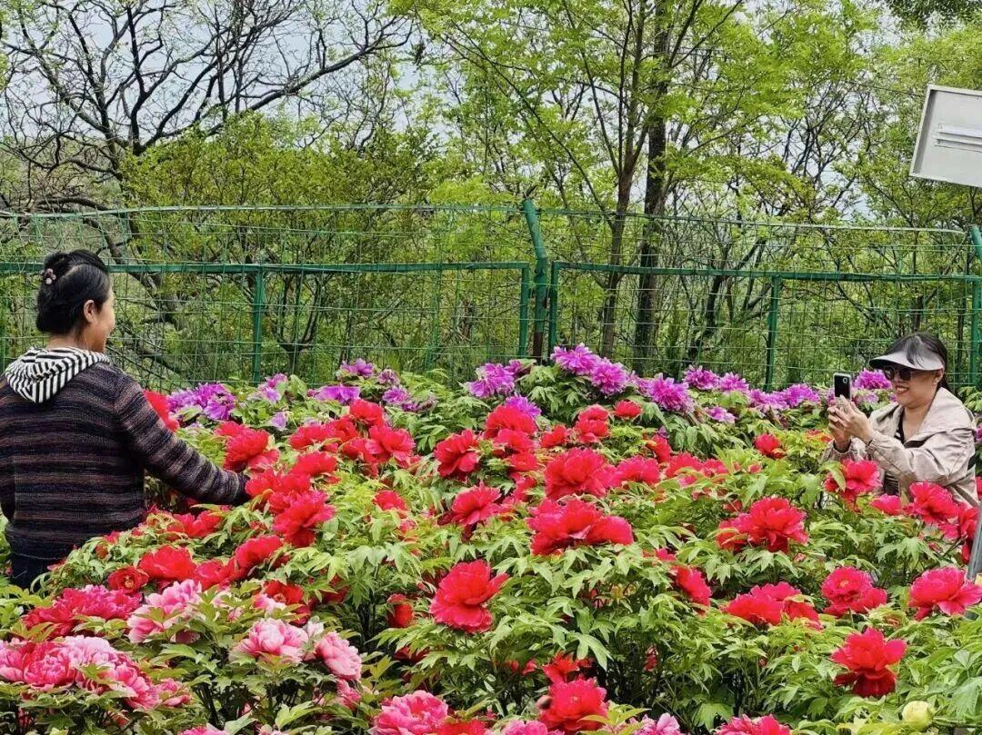 【蓝田簸箕掌村牡丹园迎来盛花期】西安簸箕掌村东临秦岭、南依灞河、北靠骊山，三面环