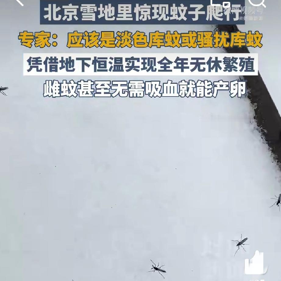 “雪地蚊”！冰点低温竟藏生存密码
 
12月12日，北京今冬初雪如约而至，银装素